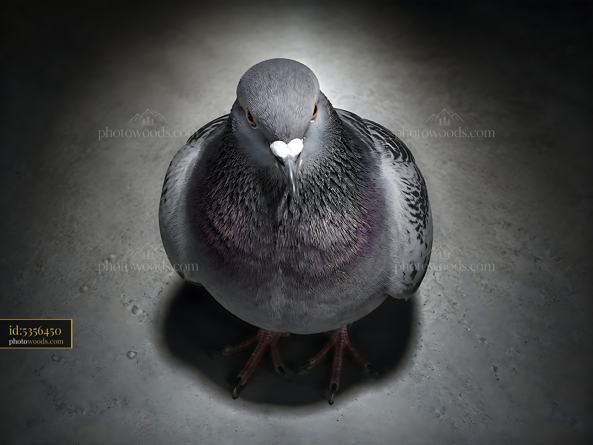 Pigeon Standing on Surface With Focused Light From Above
