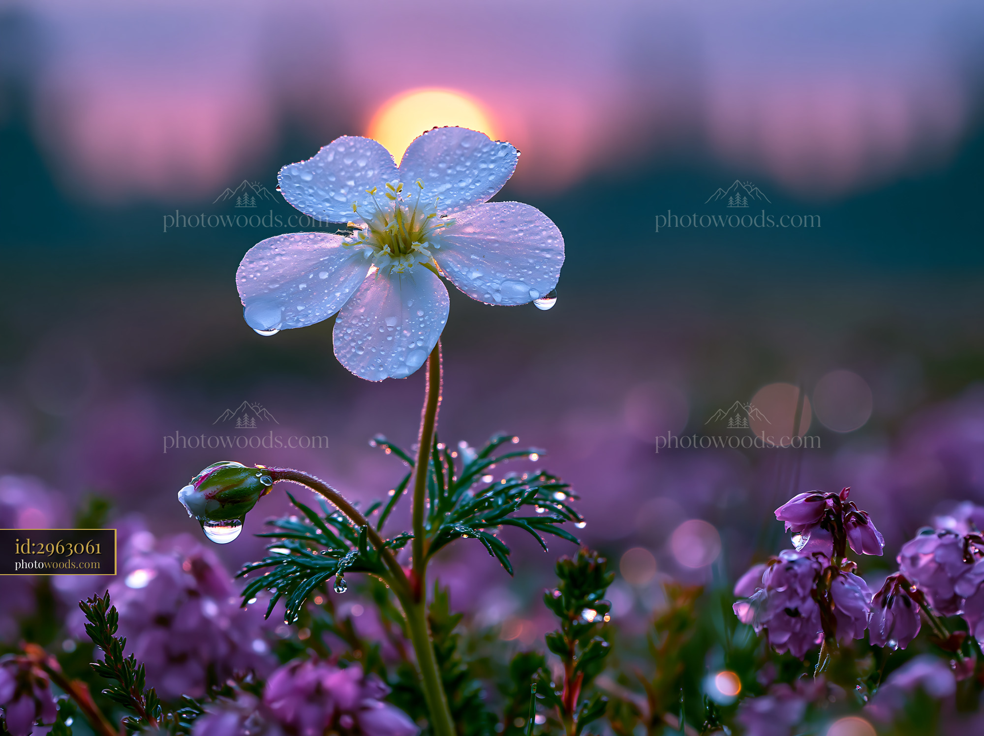 Flower Stands With Water Droplets at Sunset Over a Field