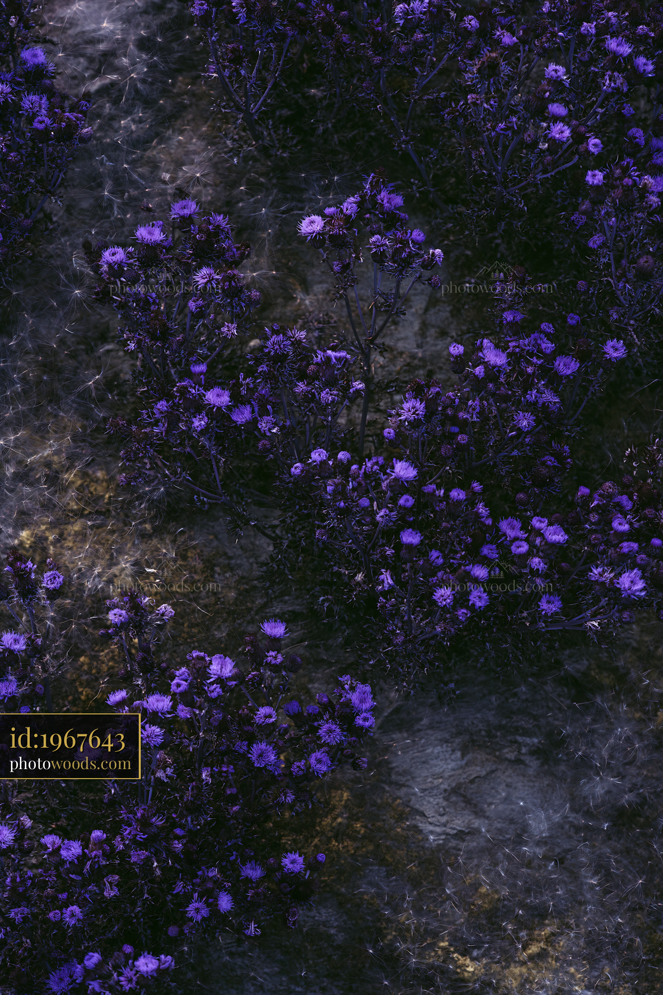 Purple Wildflowers Blooming in a Meadow During Spring