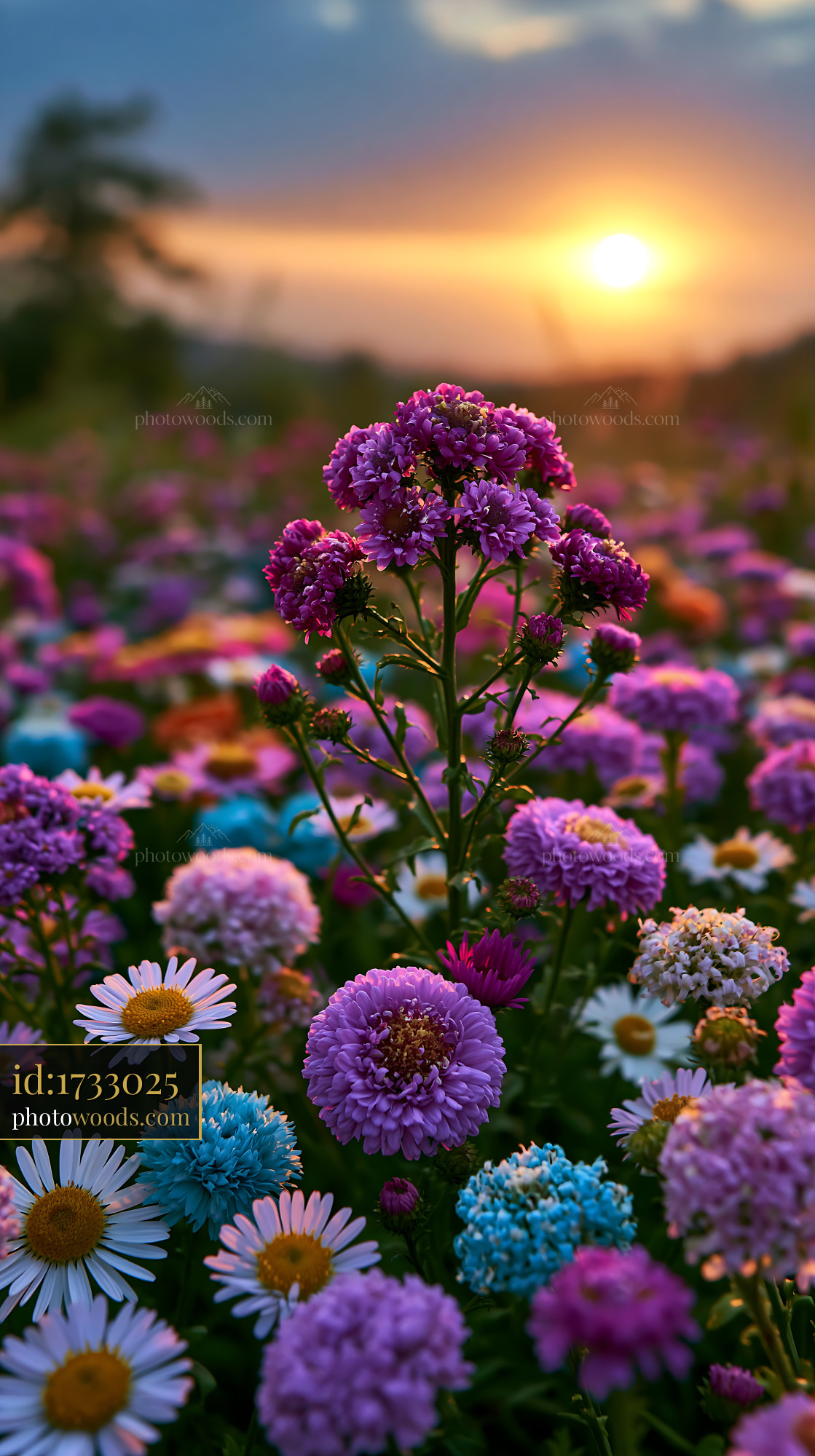 Colorful Flowers Bloom With Sunset in the Background