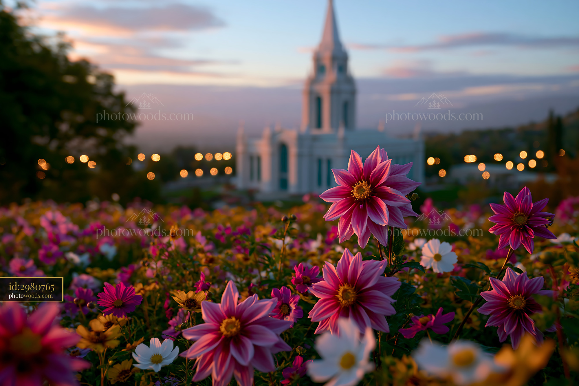 Cedar Flowers Bloom Near Church at Sunset in Mexico