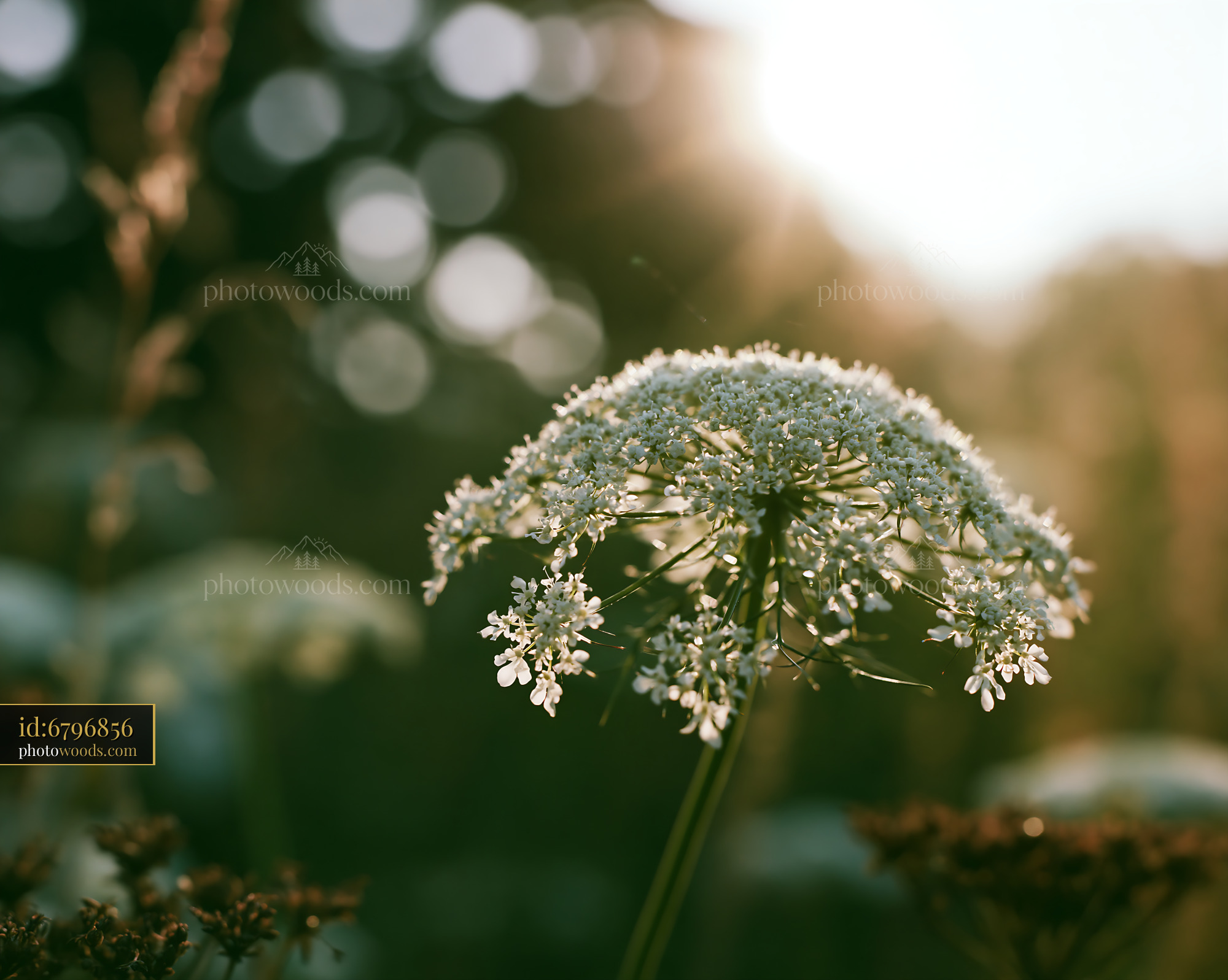 Cow Parsley in Bloom Under Soft Light on a Summer Evening