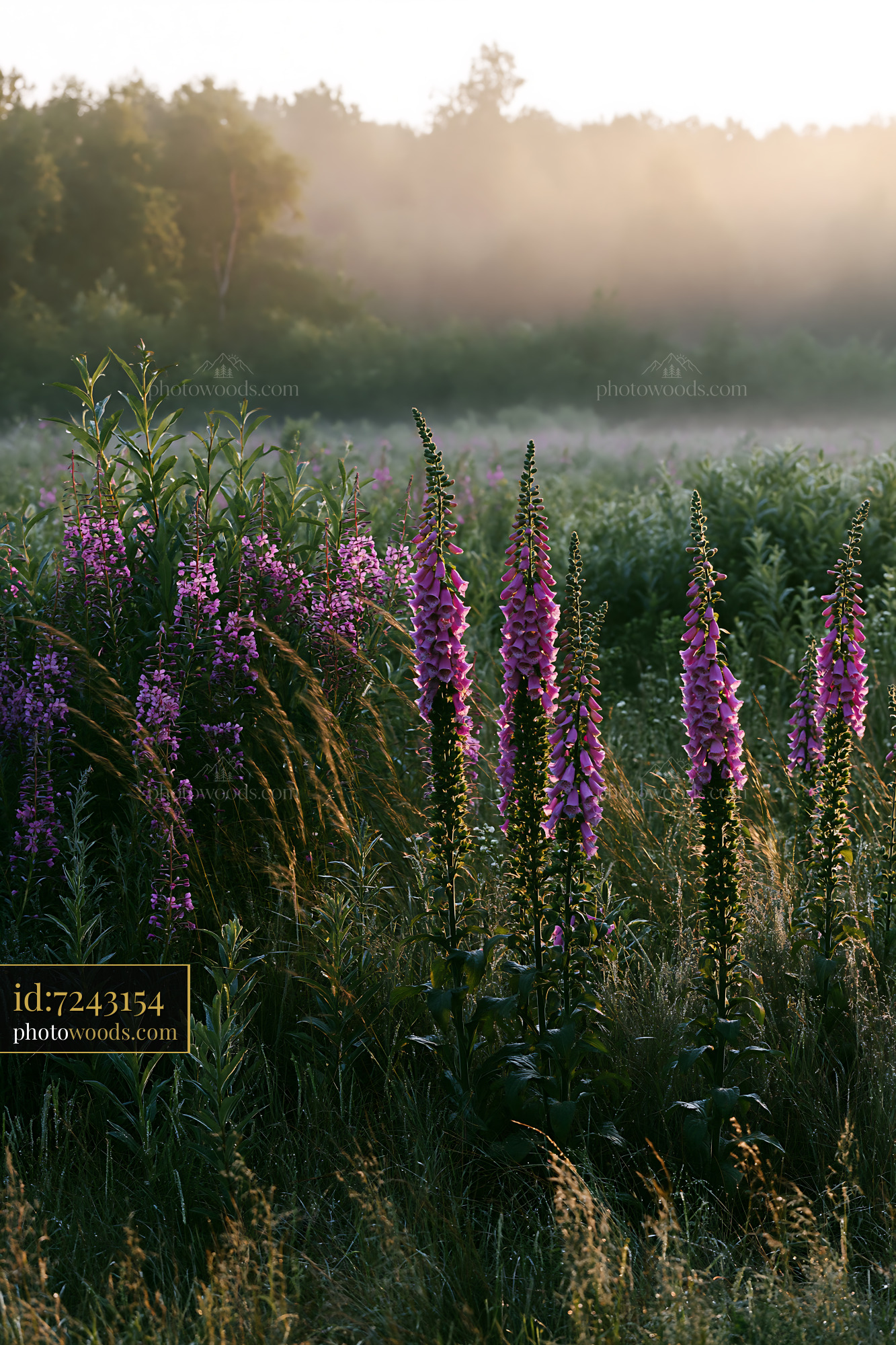 Foxglove Blooms in a Misty Field at Sunrise