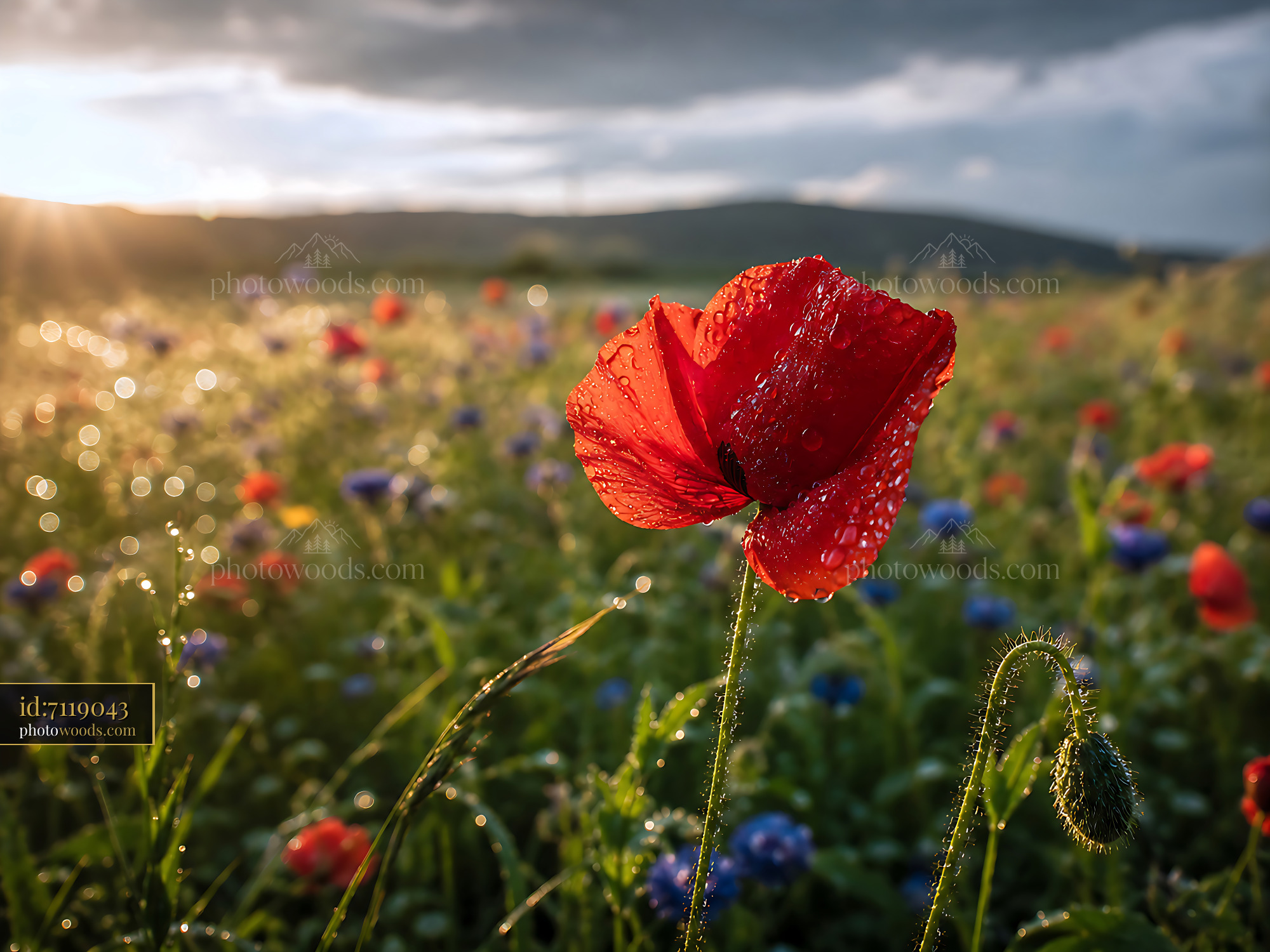 Red Poppy Stands in a Field Covered in Dew at Sunset