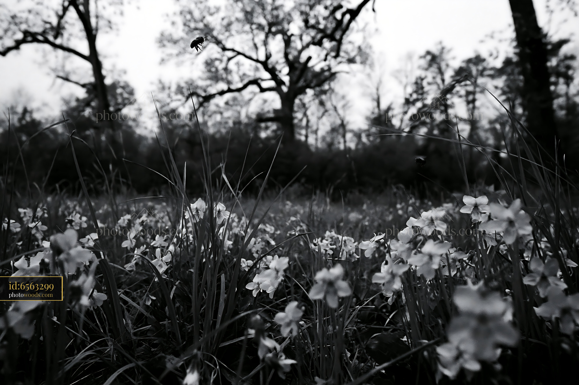 Violet Wildflowers Blooming at Forest Edge in Springtime
