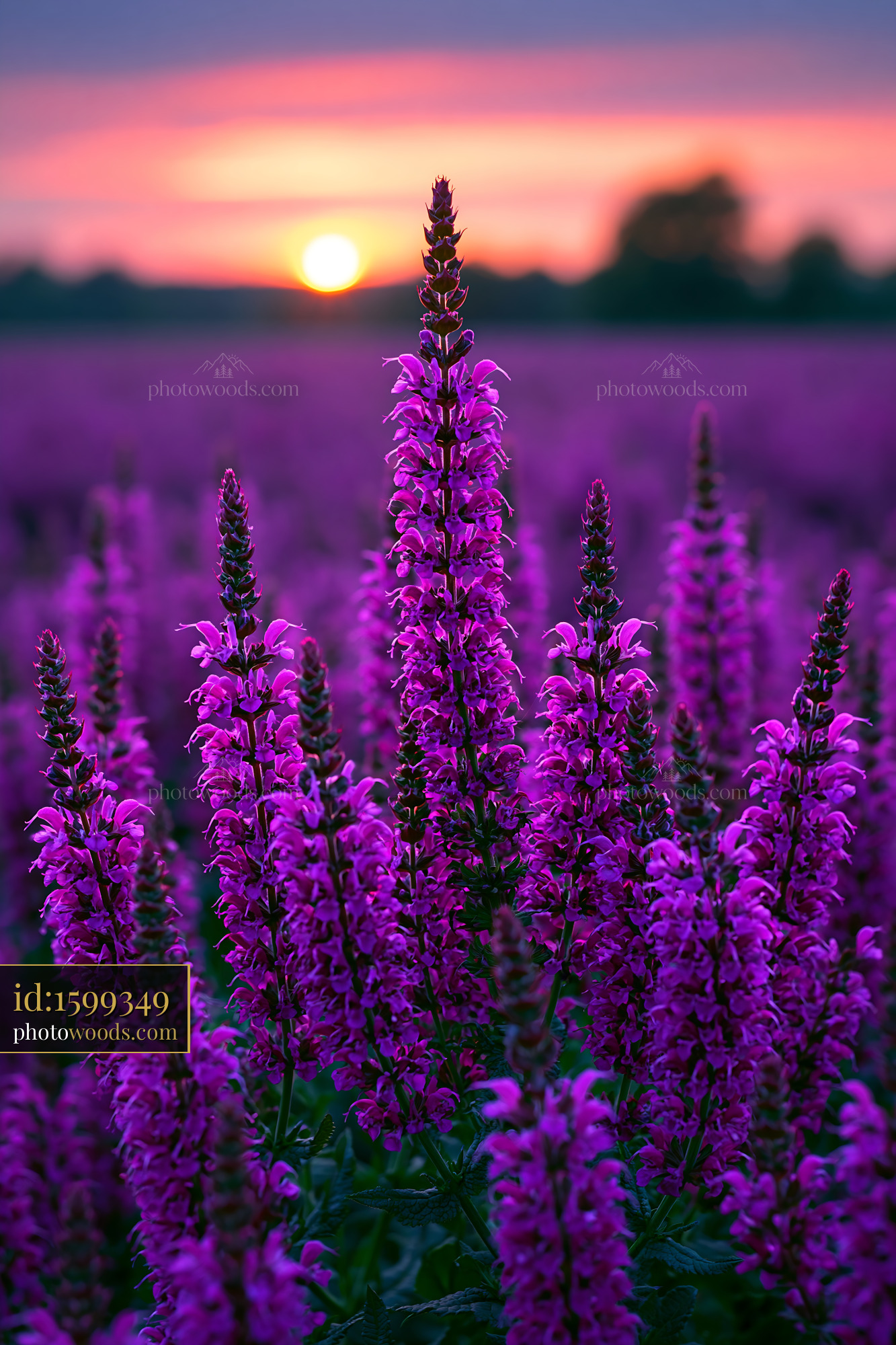 Purple Flowers Bloom in a Field at Sunset With Orange Sky
