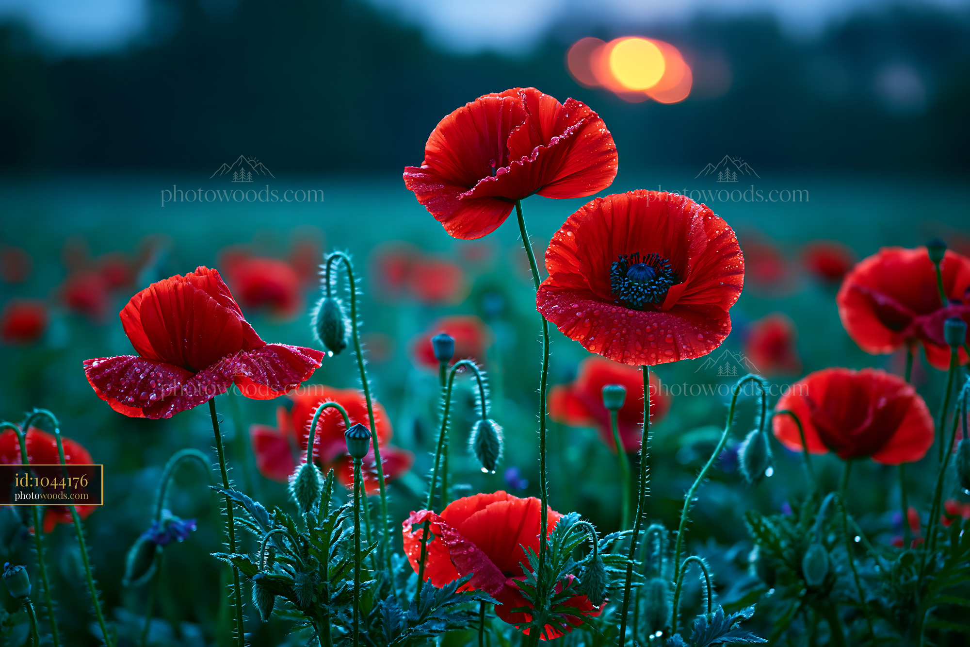 Poppies Bloom in the Field With Water Droplets at Sunset