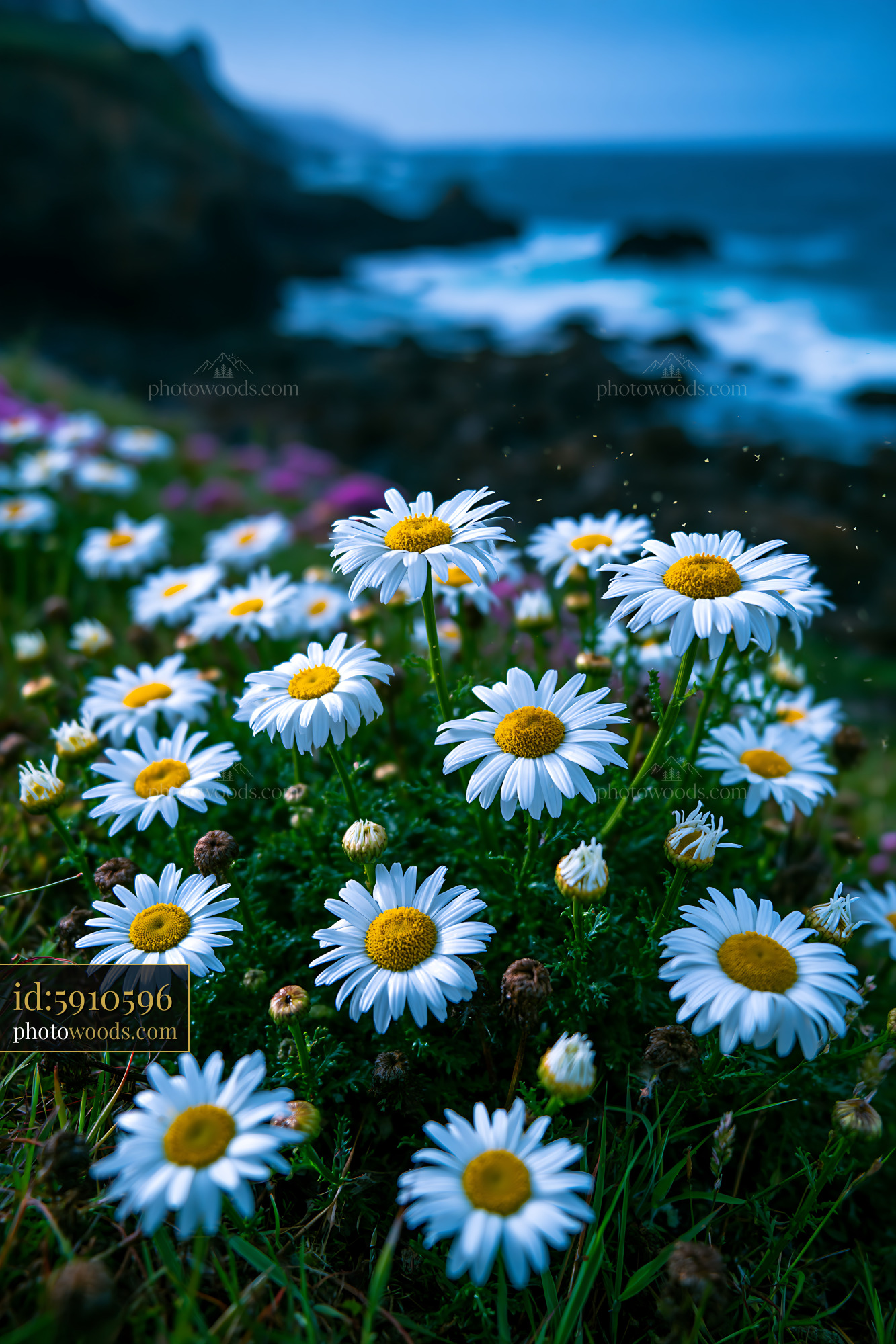 Daisies Growing on Grass Near the Ocean Under Cloudy Sky