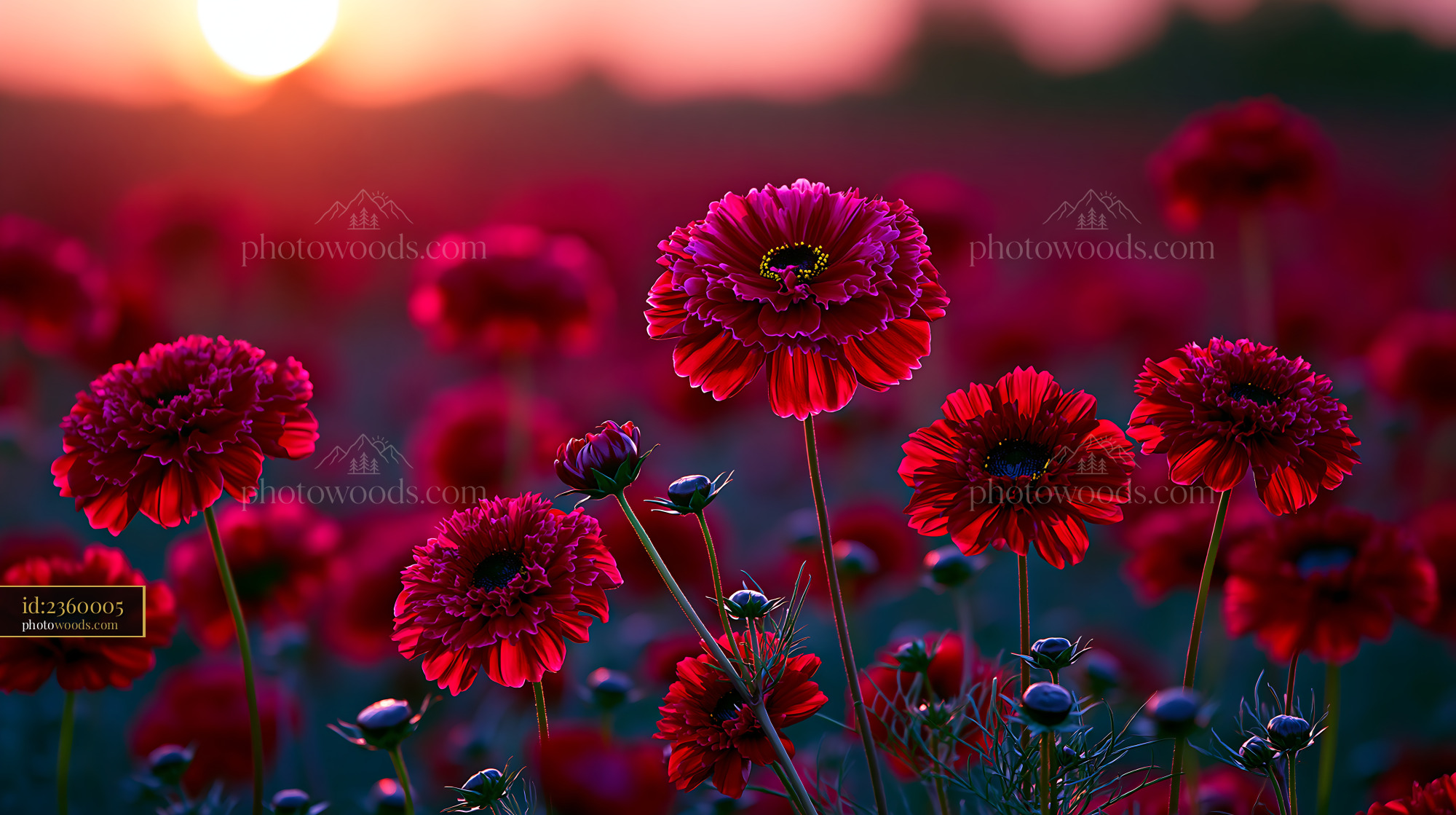 Flowers Bloom Under Sunset Light in a Vibrant Field