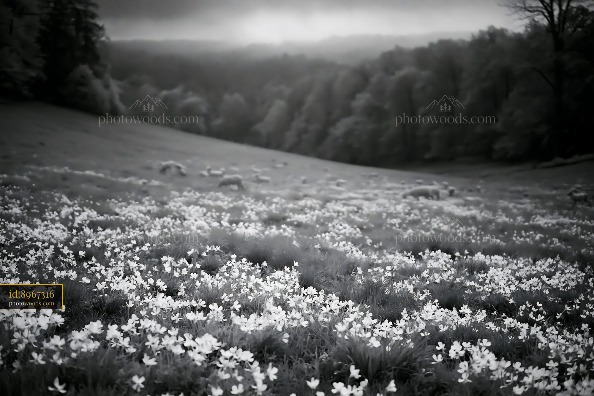 Violet Wildflowers Blooming in Meadow During Spring
