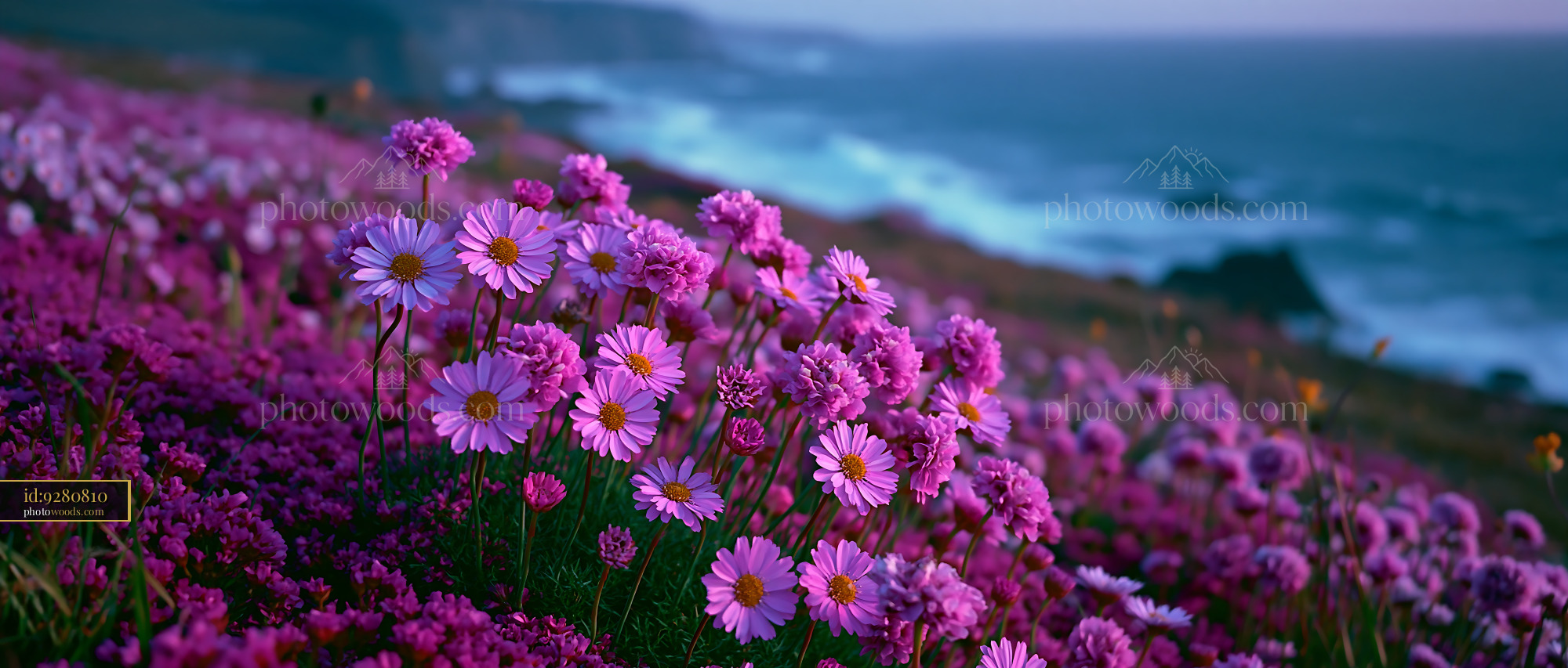 Flowers Bloom on a Coastal Hill at Sunset With Ocean Waves