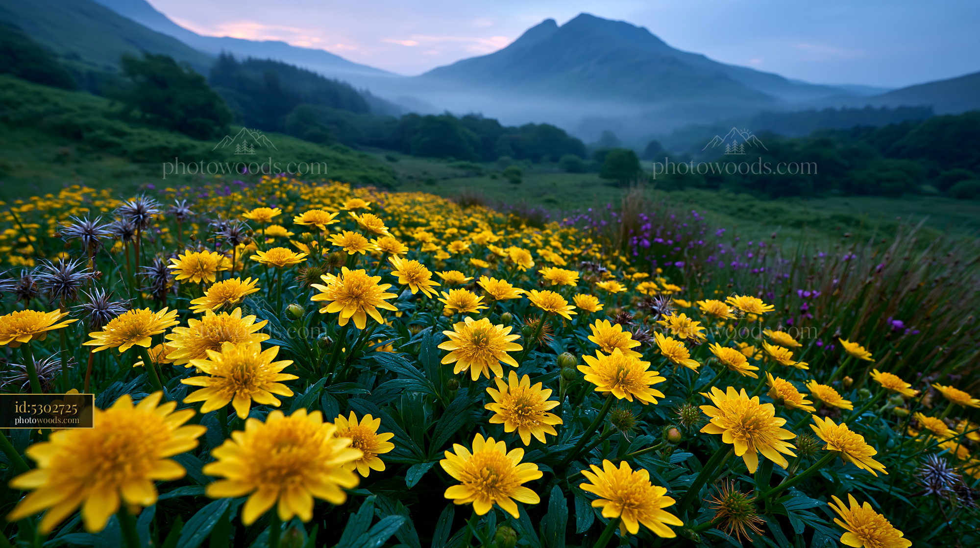 Glacier Buttercups in High Meadow With Mountains at Dusk