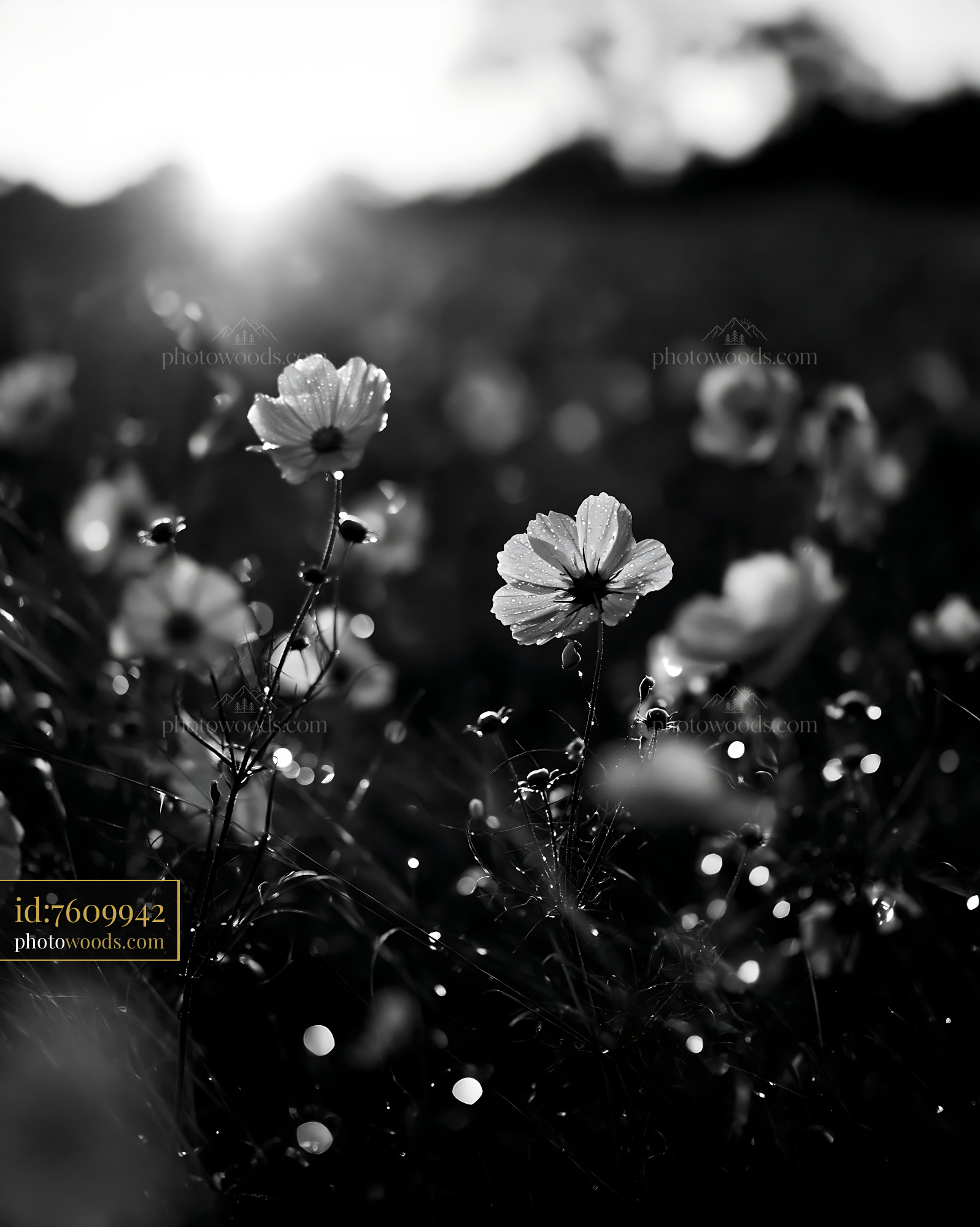 Cosmos Flower in Meadow at Sunrise With Dew on Petals