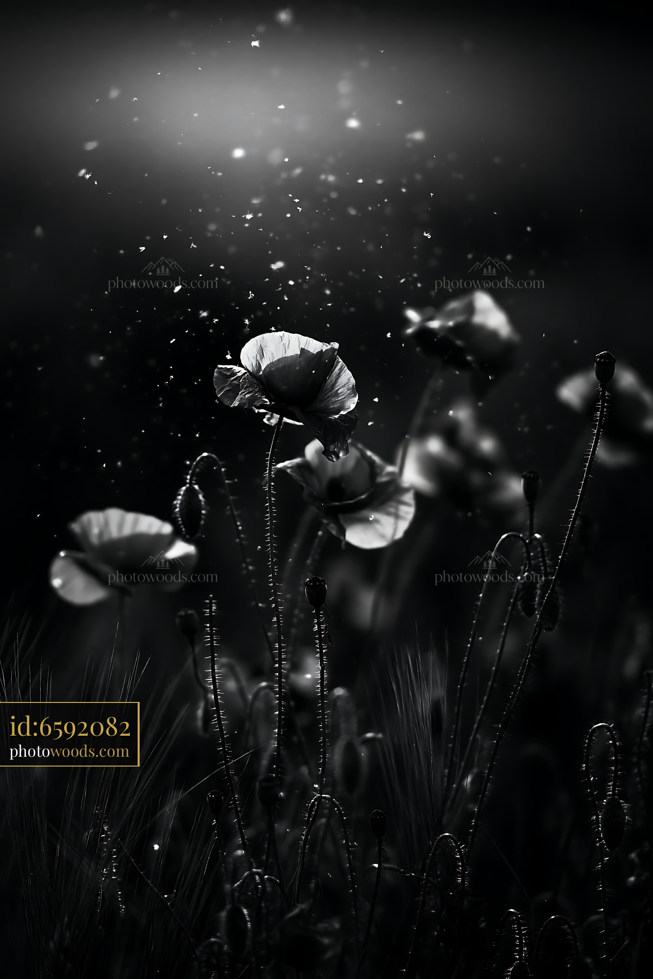 Poppy Flowers in Black and White With Soft Light and Bokeh
