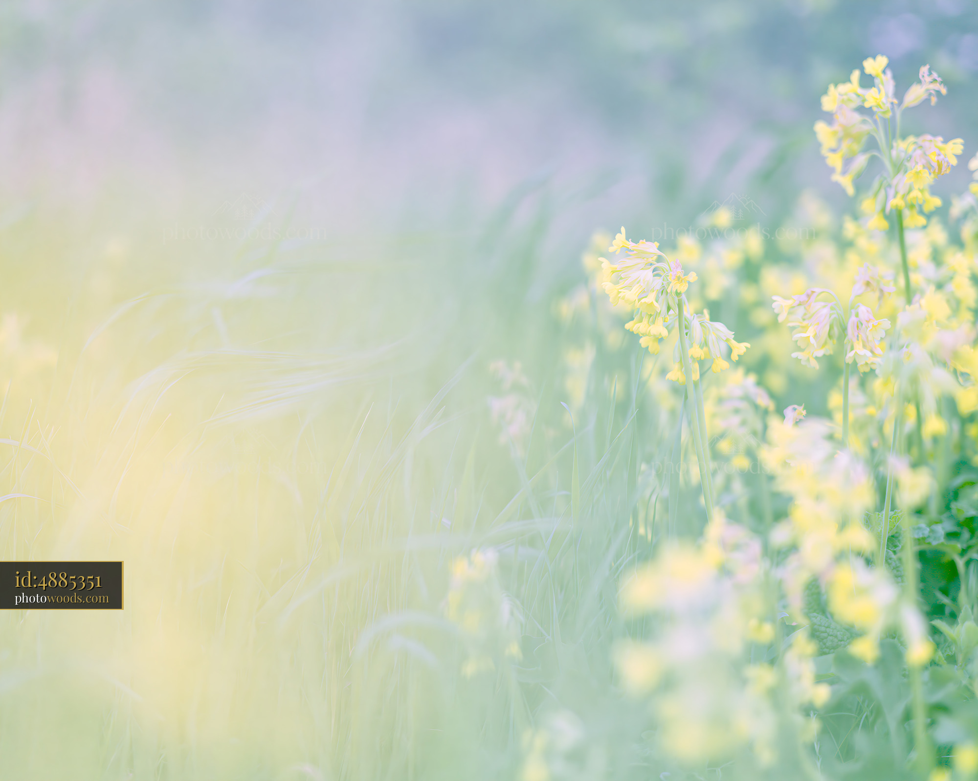 Cowslip Blooming in Meadow During Springtime