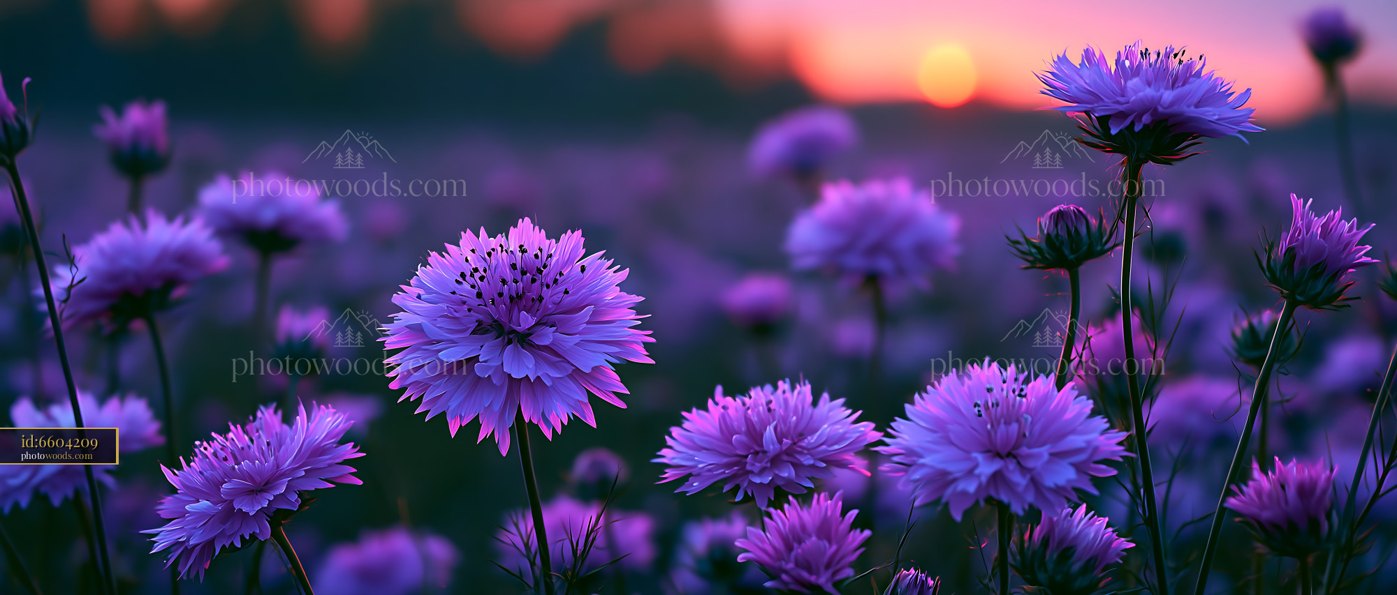 Purple Flowers Bloom in a Field at Sunset With Soft Light