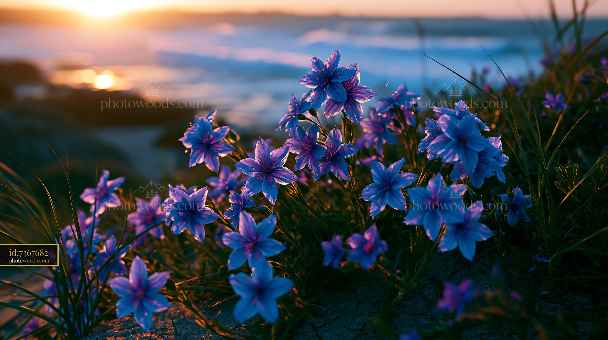 Flowers Bloom by the Beach at Sunset With Waves in the Background
