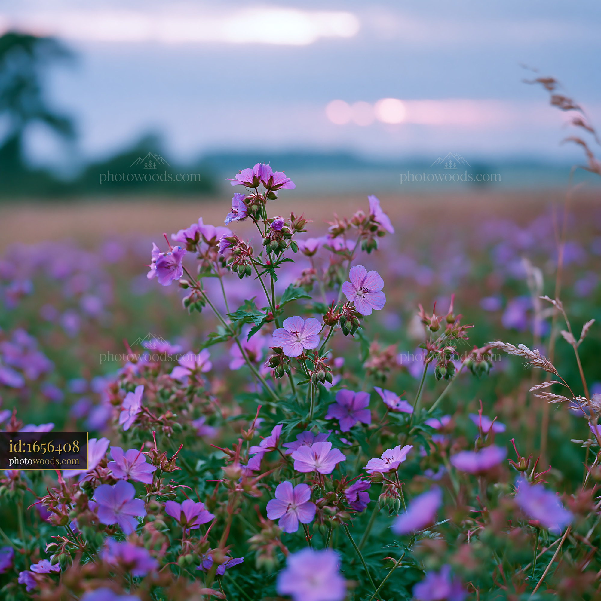 Cranesbill Wildflower Blooming in a Meadow at Golden Hour