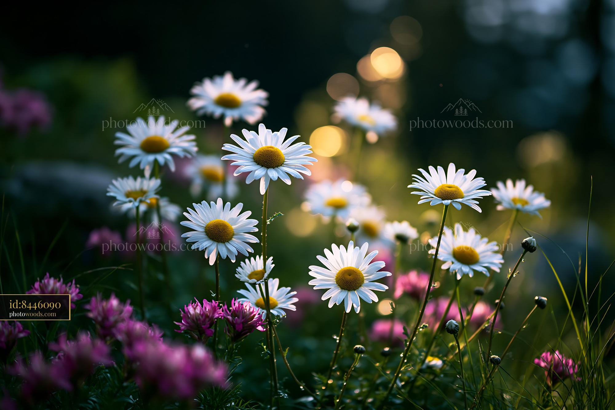 Daisy Wildflowers Blooming in a Meadow During Golden Hour