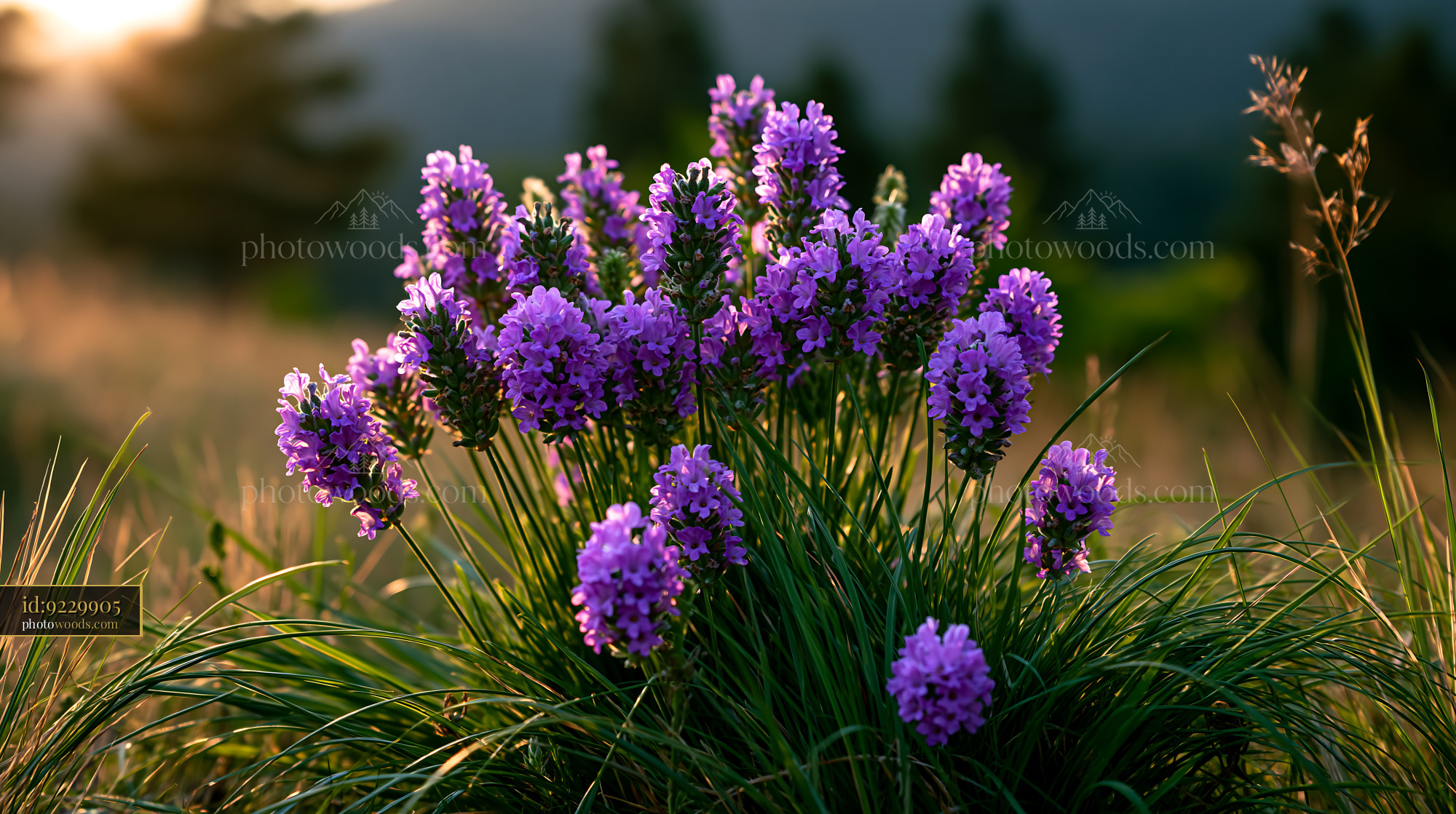 Purple Flowers Bloom in Grass During Sunset on a Warm Day