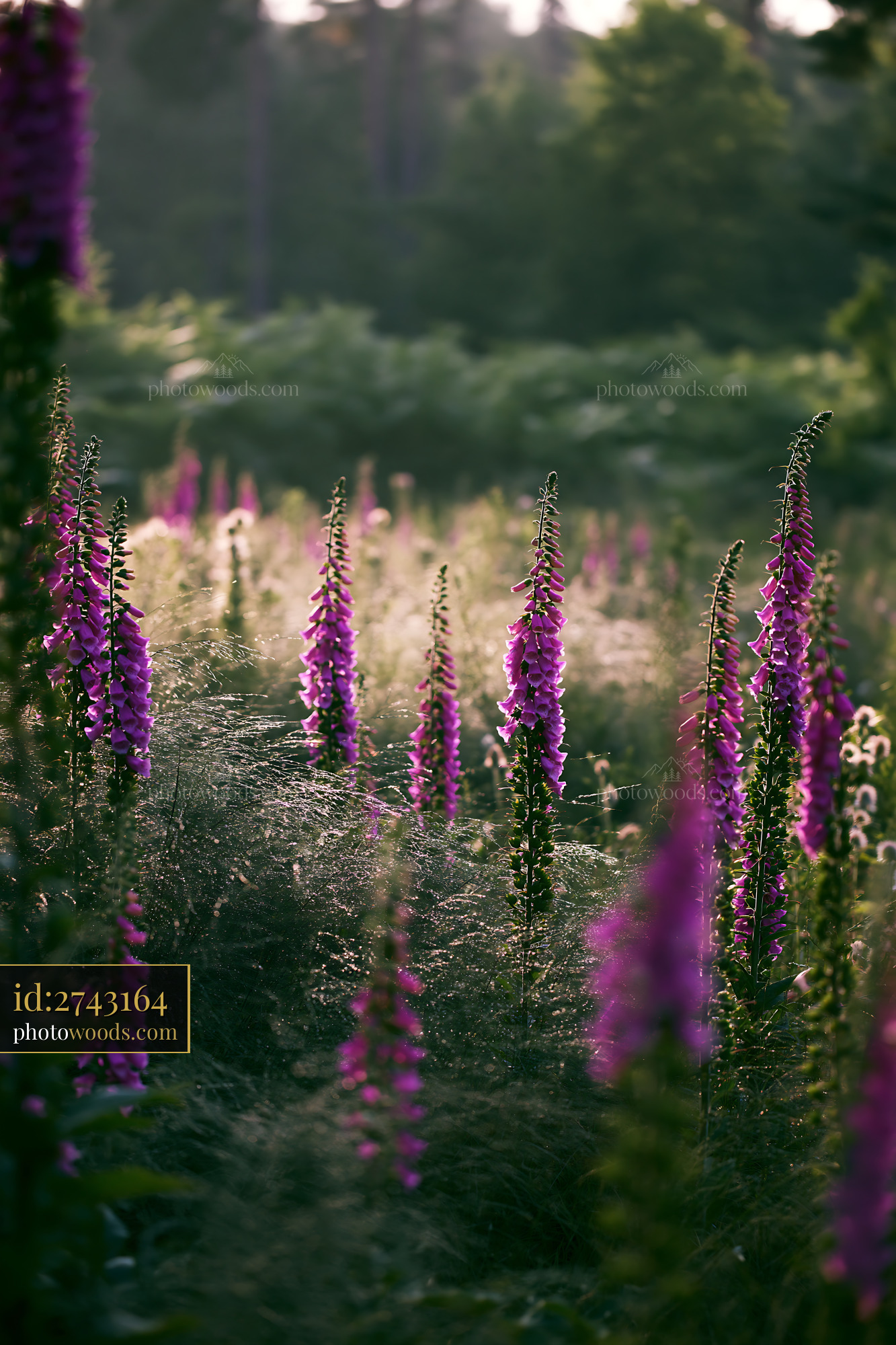 Foxglove Blooming in a Forest Meadow During Summer