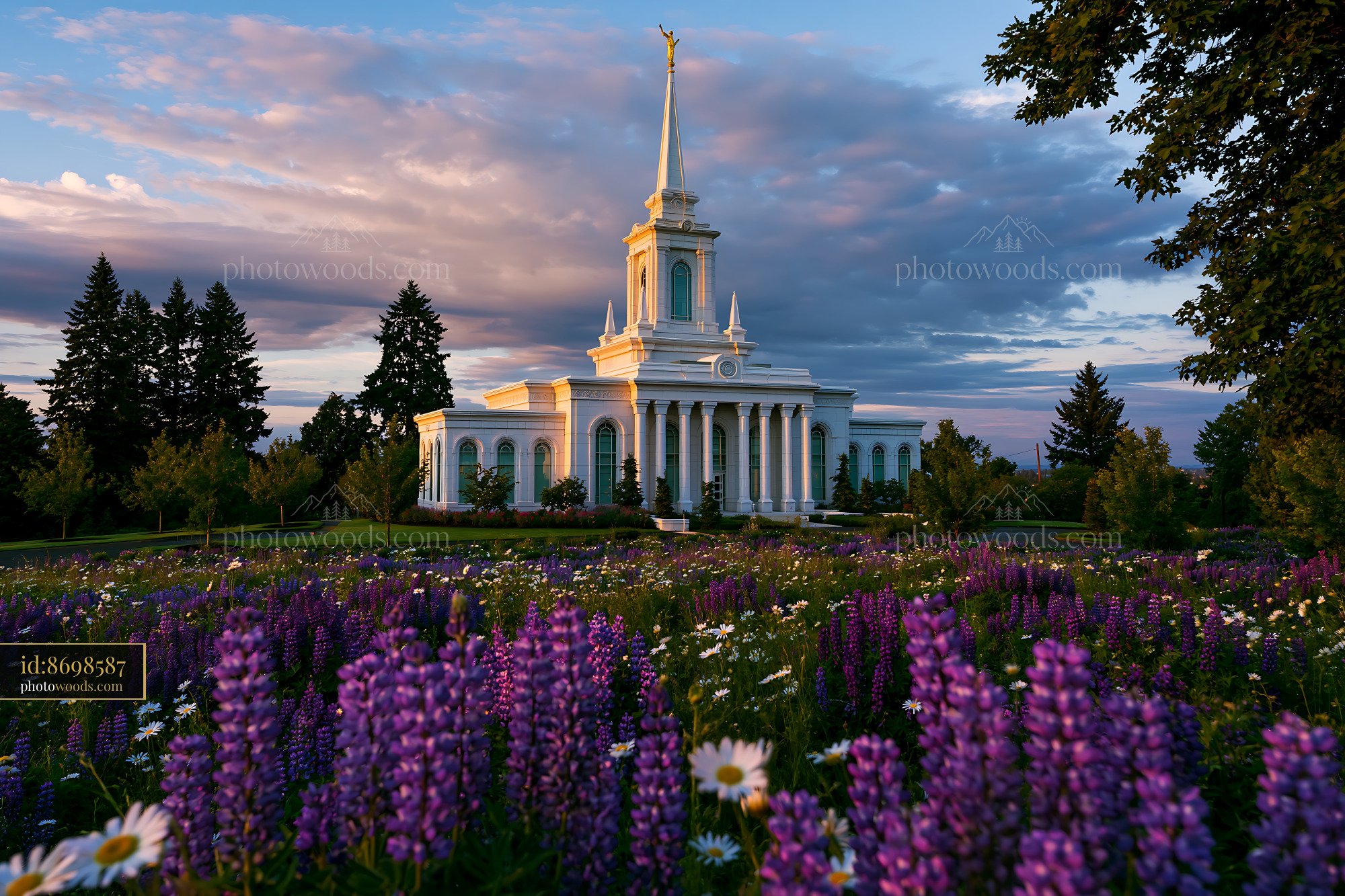 Latter-day Saints Temple in Spring With Lupines and Daisies
