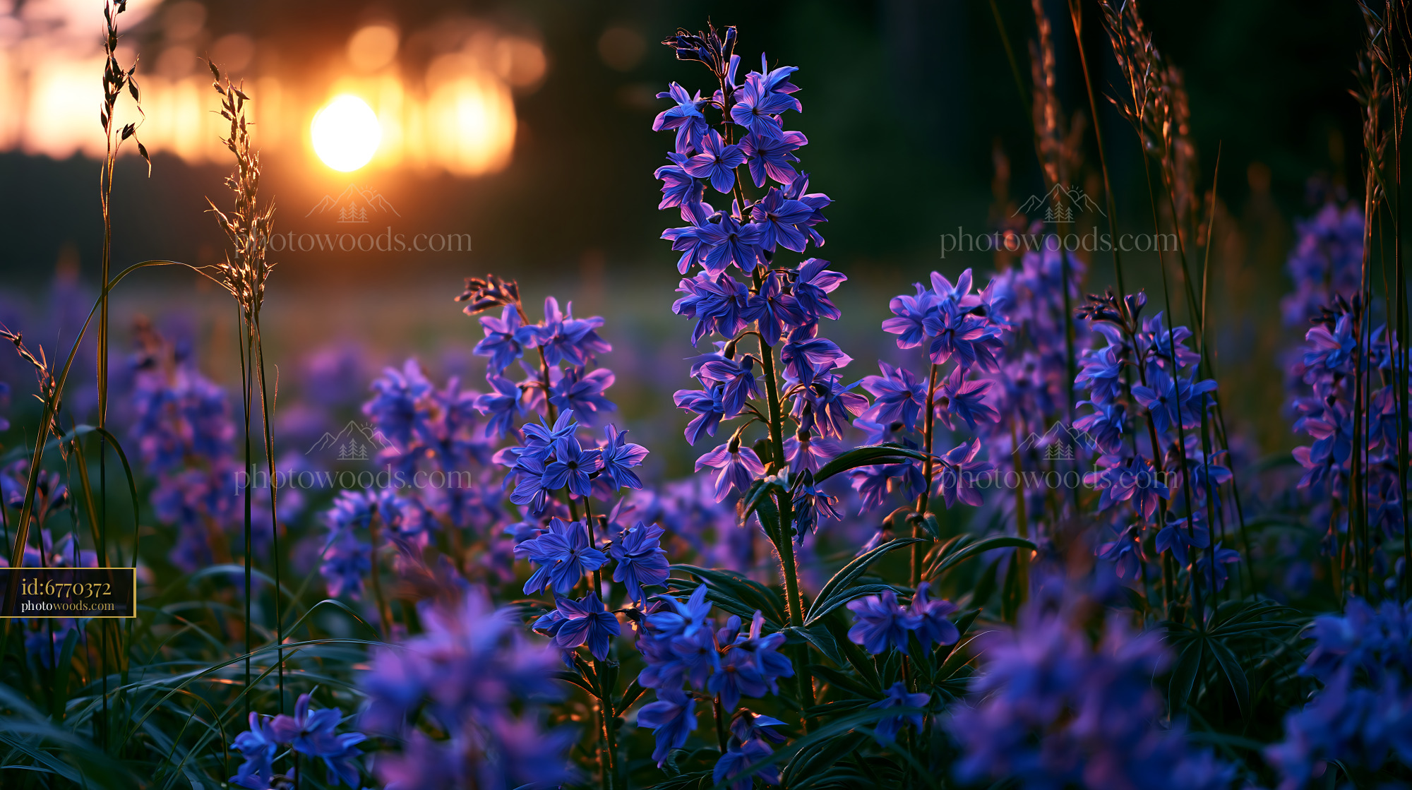 Flowers Bloom Under Sunset Sky in a Field of Wildflowers