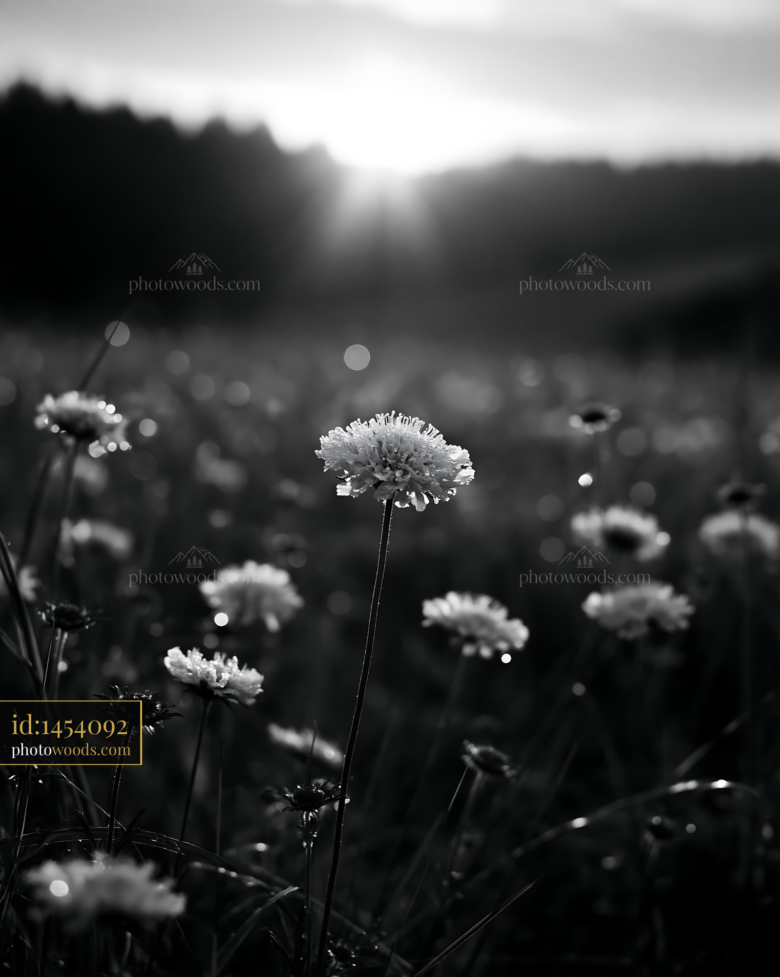 Scabious Wildflower Blooming in Meadow at Golden Hour