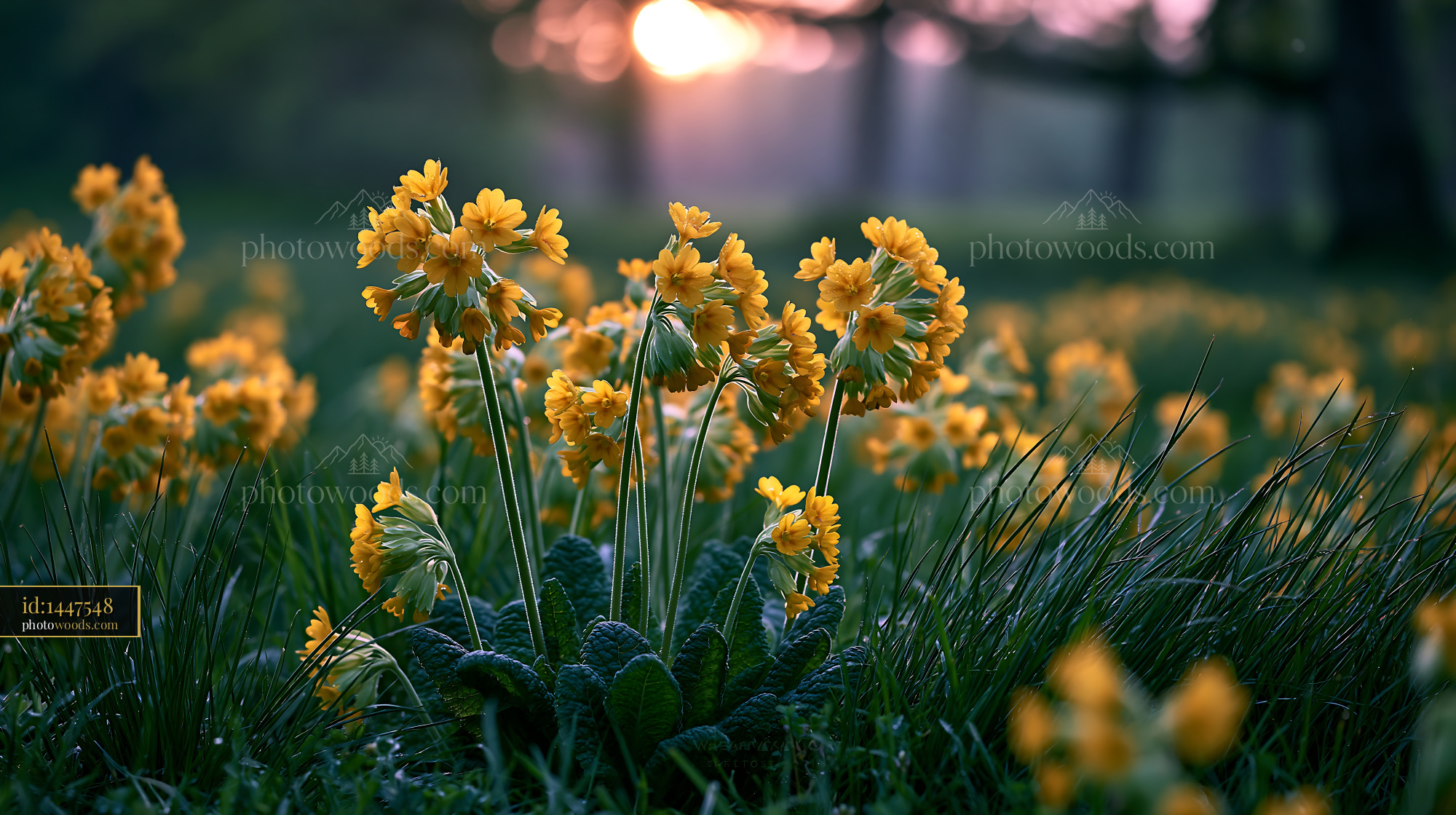 Cowslip Wildflowers Blooming in a Meadow at Sunset
