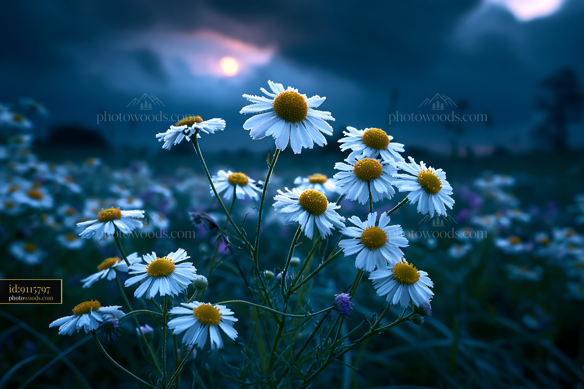 Chamomile Flowers Blooming in Meadow at Dusk