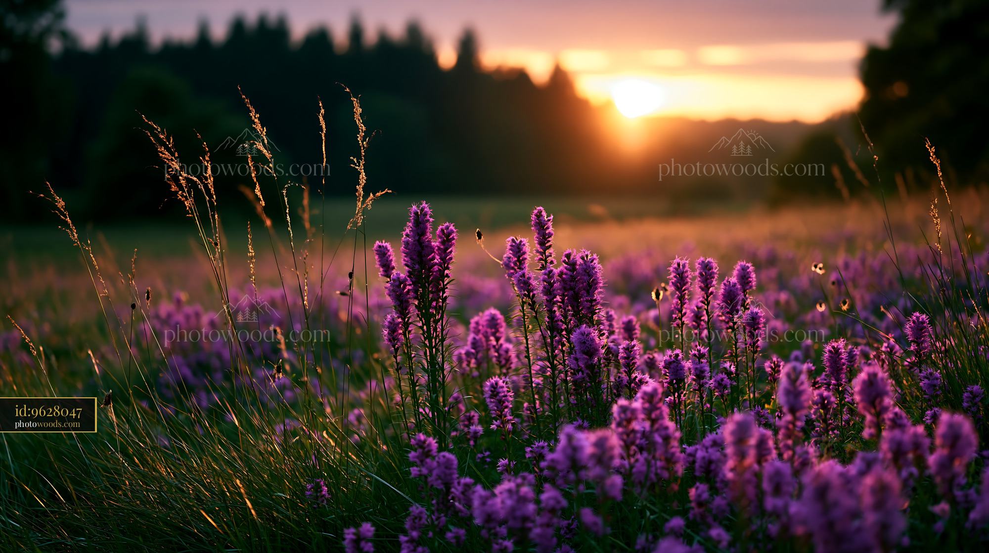 Flowers Bloom in a Field During Sunset Near a Forest