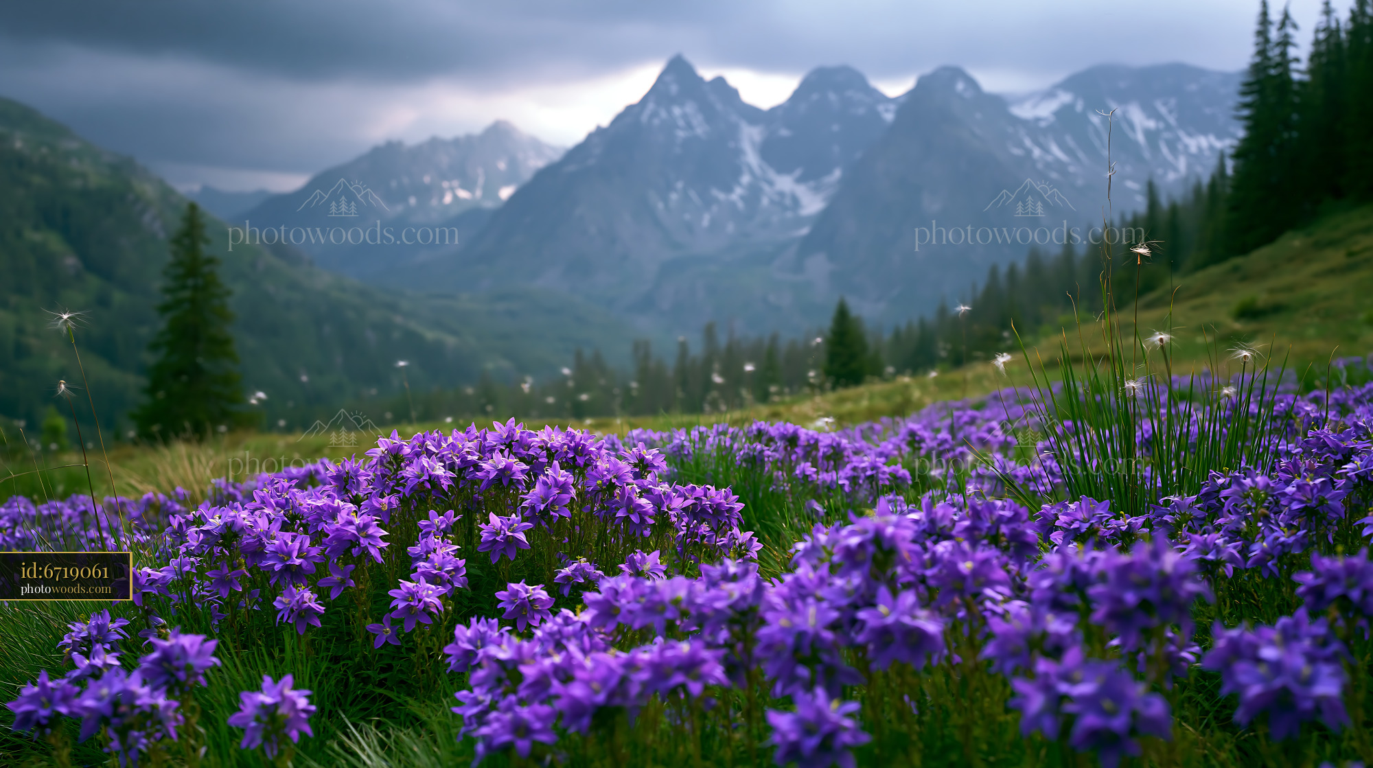 Purple Bellflower Blooms in Grassy Meadow With Mountains