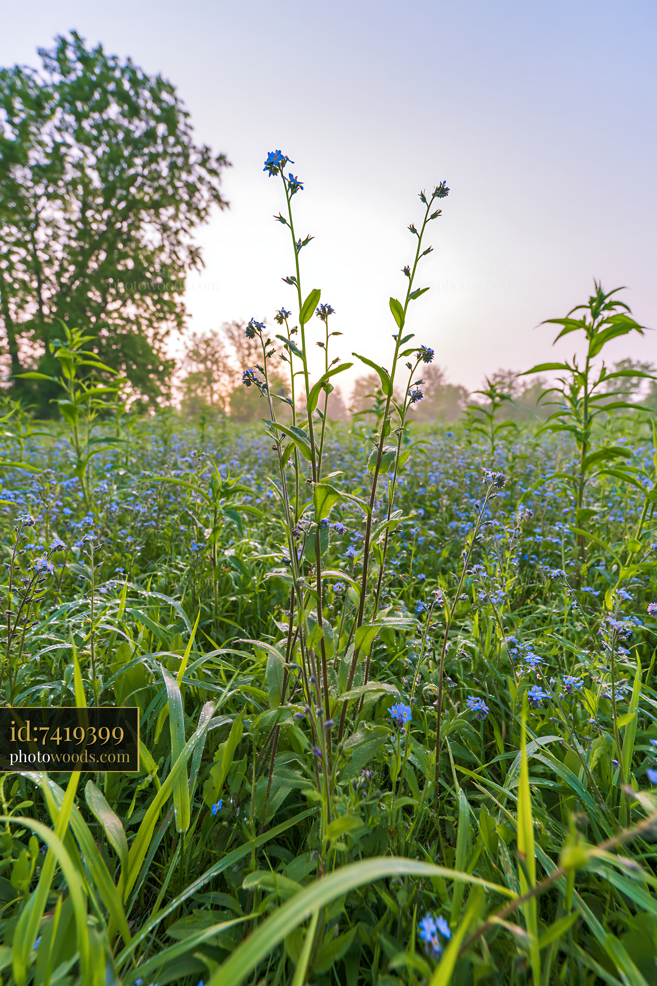 Forget-me-not Flowers Blooming in a Meadow at Sunrise