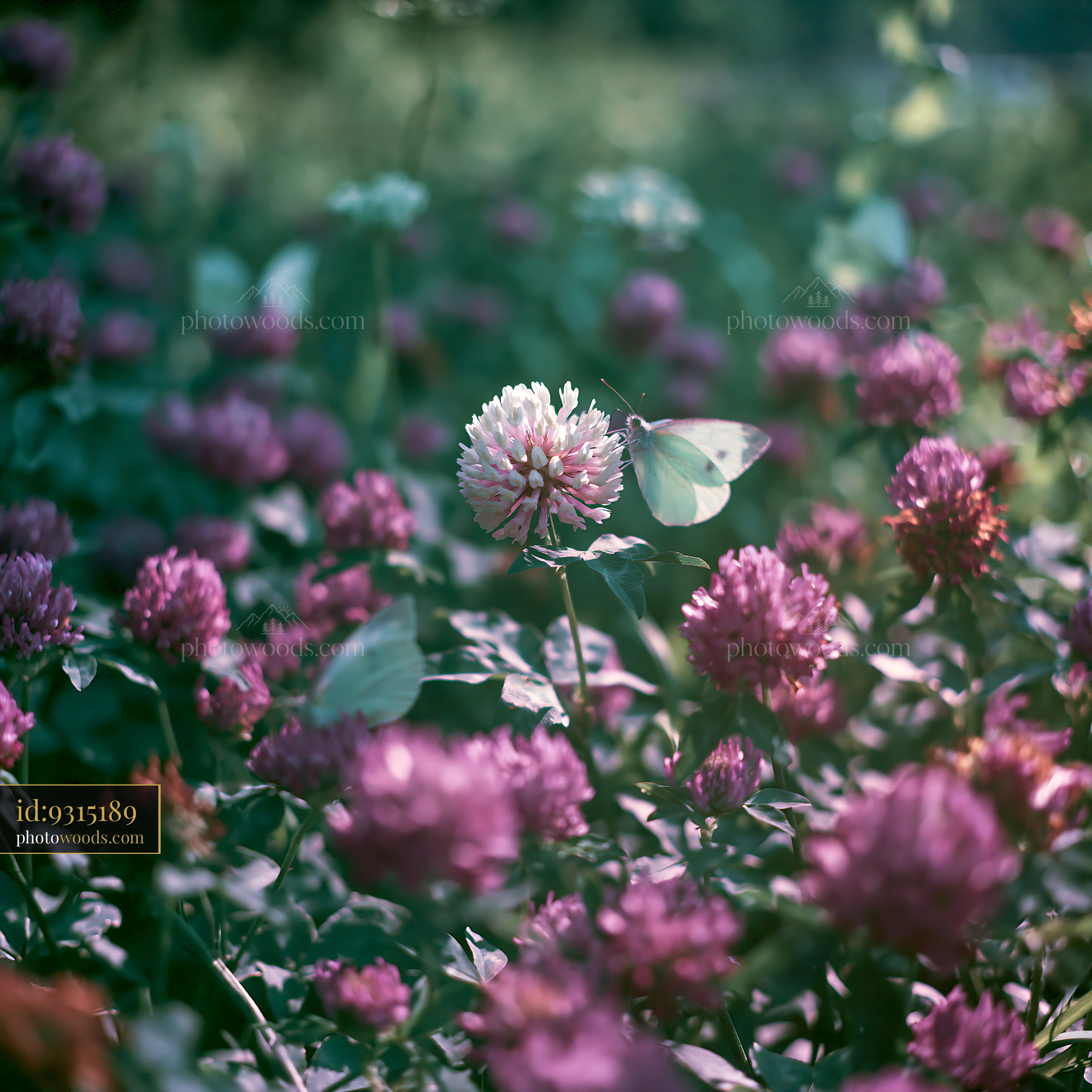 Clover Flowers Blooming With Butterfly in Meadow Setting