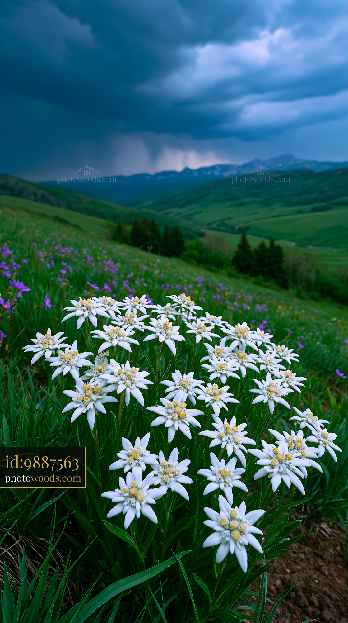 Edelweiss Flowers in Alpine Meadow Under Stormy Sky