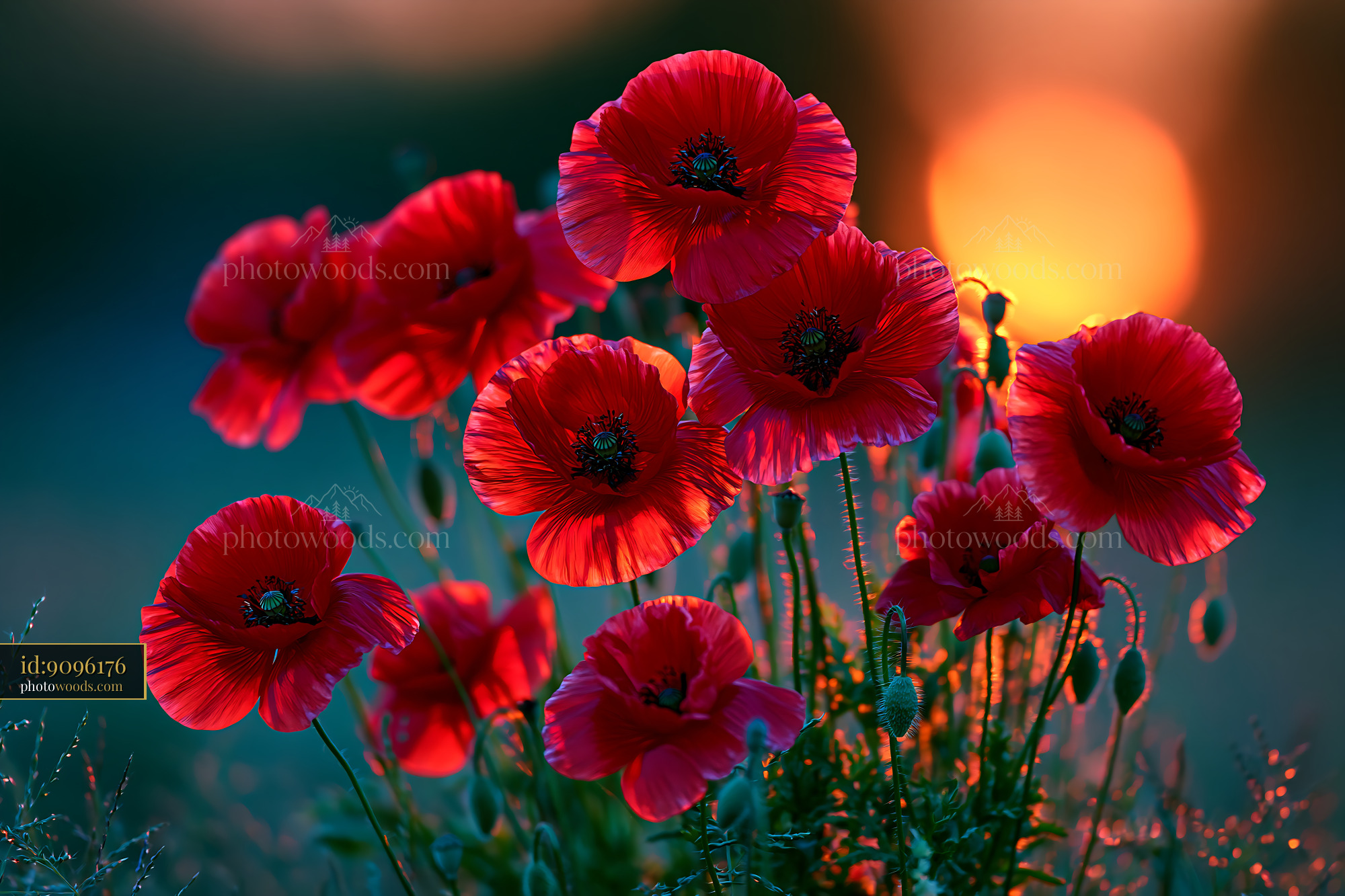 Poppies Bloom in Sunlight at Dusk Near the Horizon