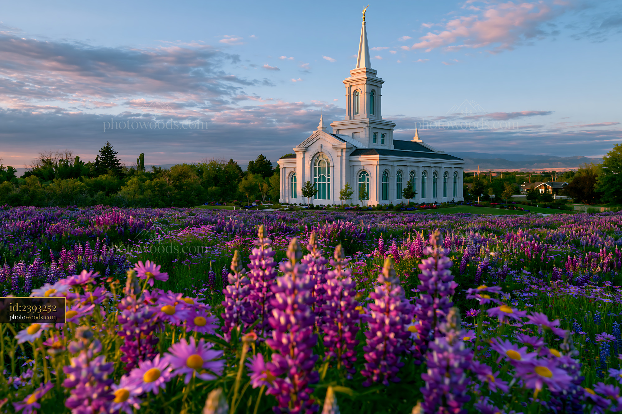 Church With Blooming Purple Flowers in a Field at Sunset