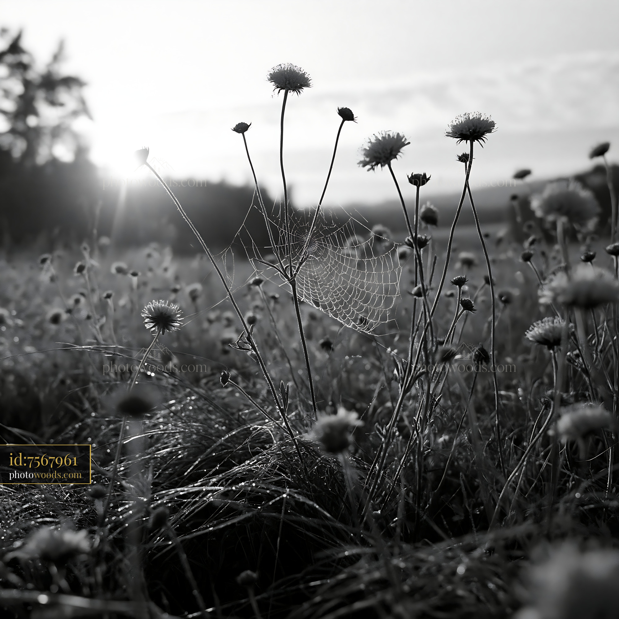 Scabious Wildflower Blooming in Meadow at Sunrise