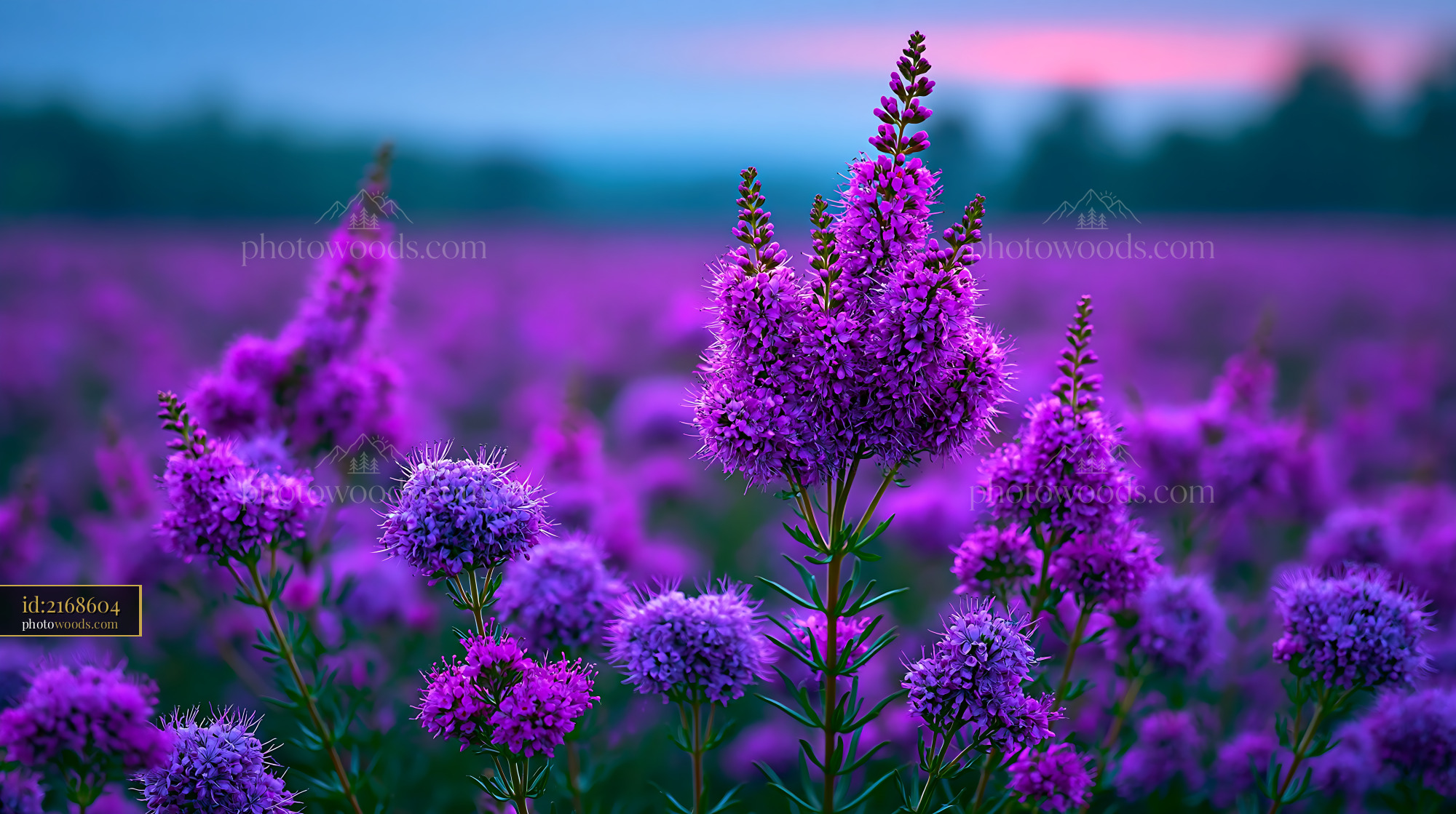 Purple Flowers Bloom in a Field During Sunset With Soft Colors