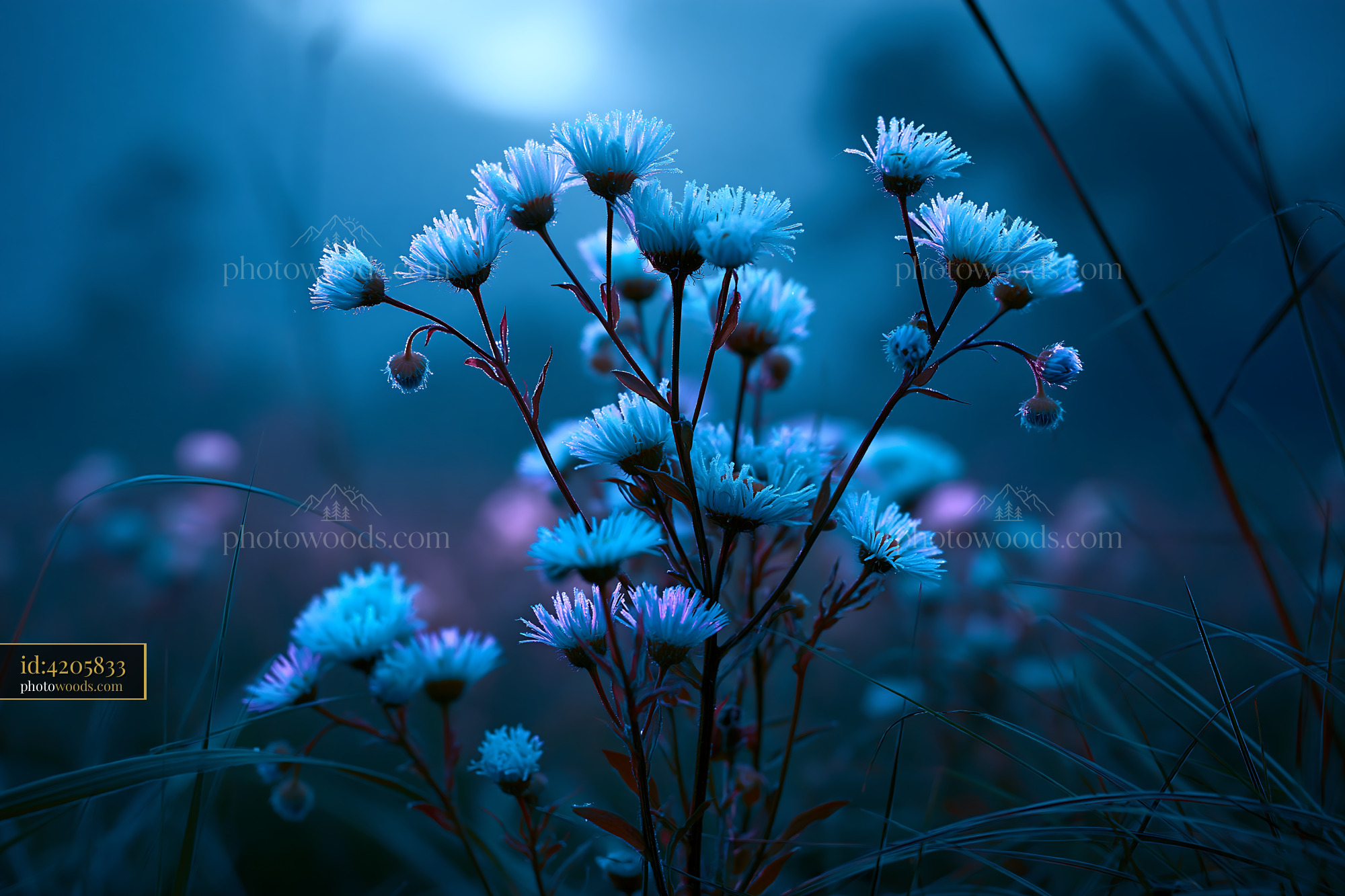 Chamomile Flowers in Meadow at Dusk