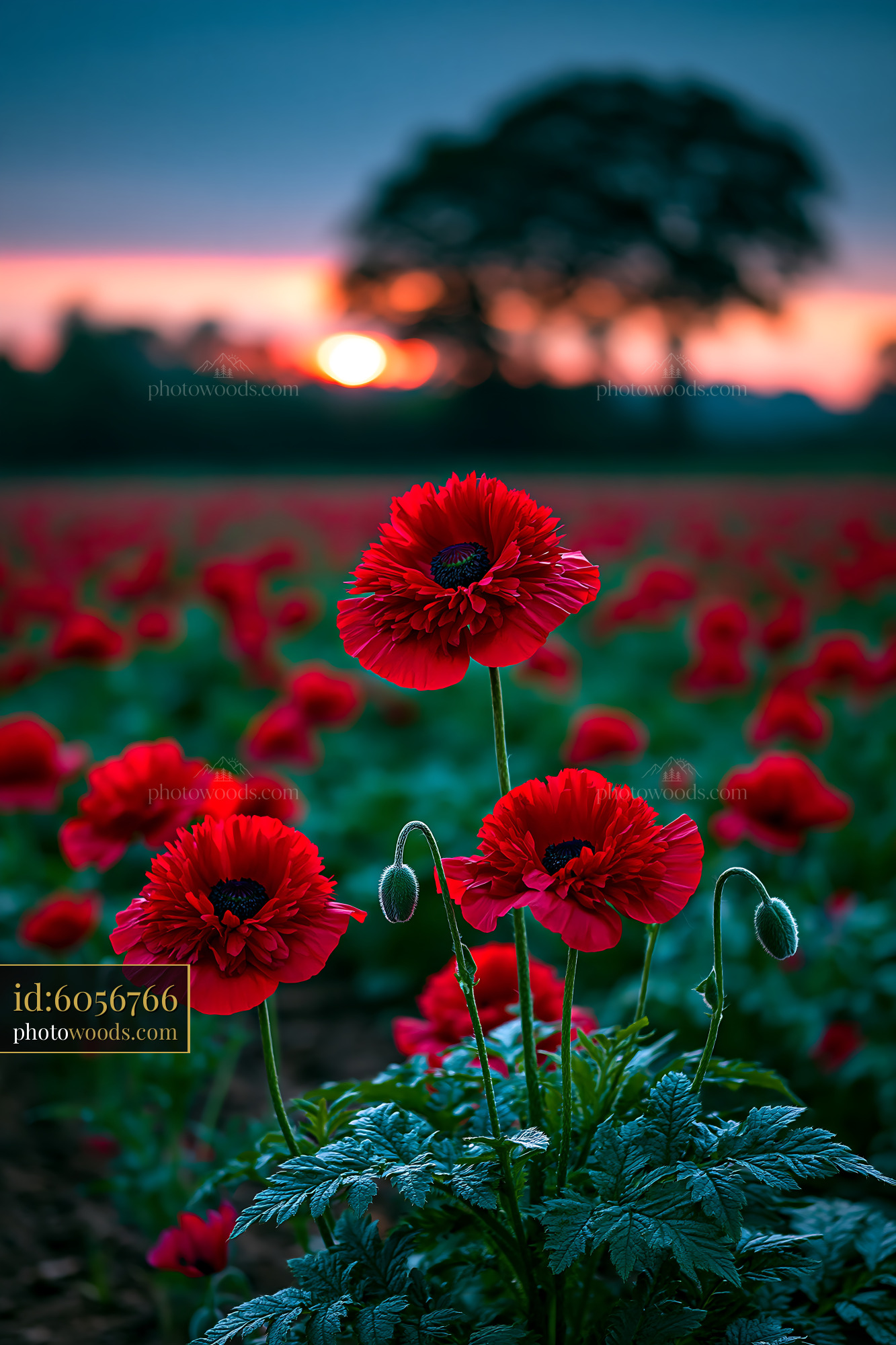 Red Flowers Bloom in Field as Sun Sets Behind Tree