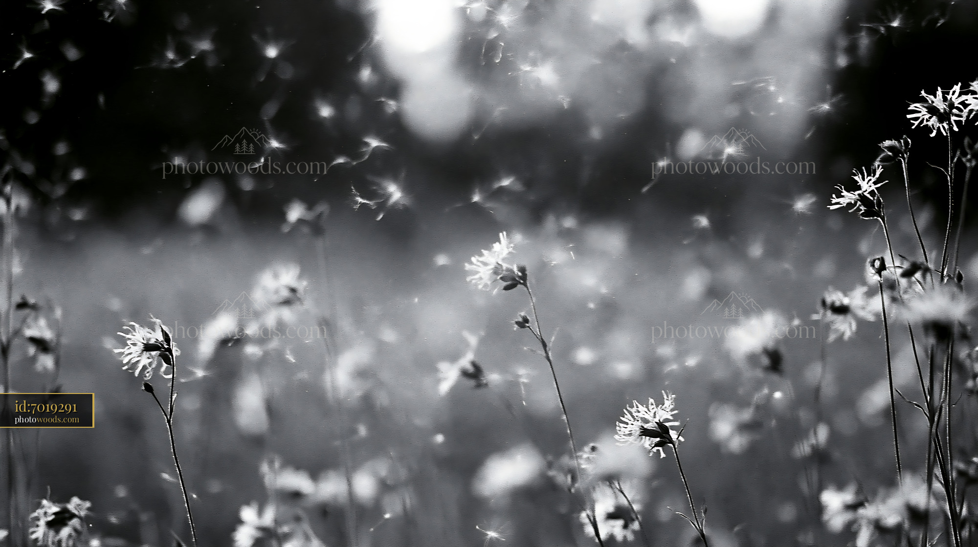 Chamomile Blossoms in a Meadow During Spring Season