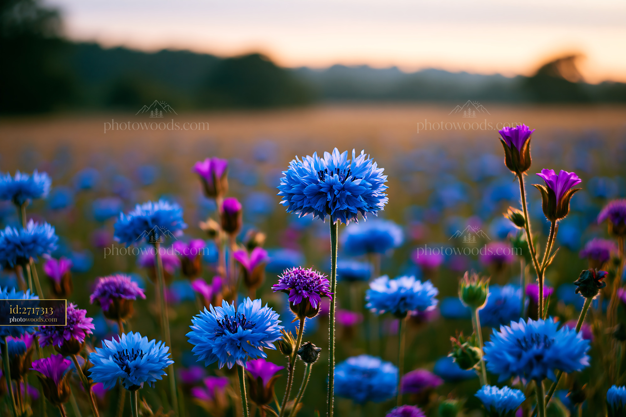 Harebell Flowers Blooming in a Meadow at Sunset