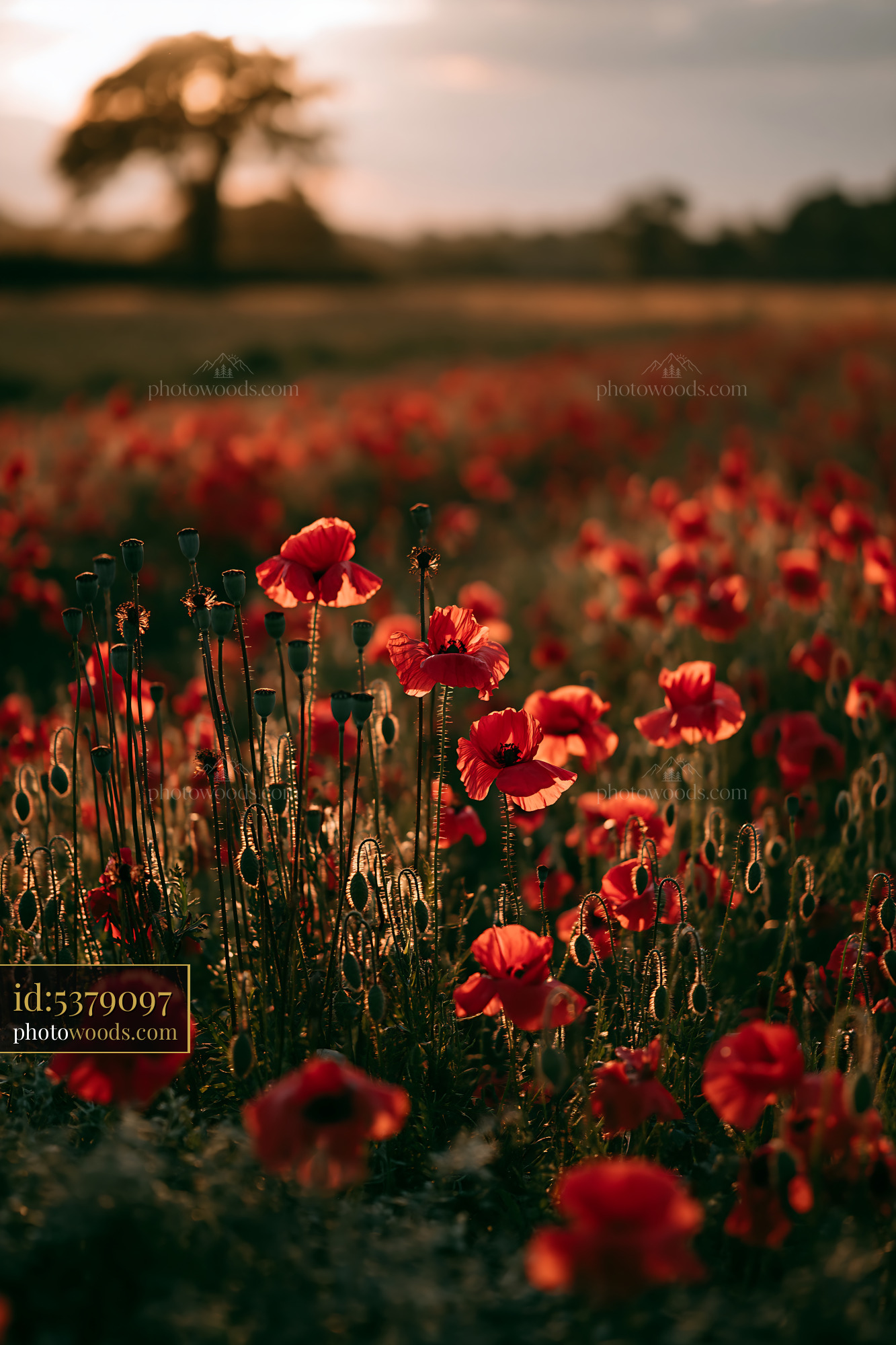 Poppy Flowers Blooming in a Meadow at Golden Hour Near Trees