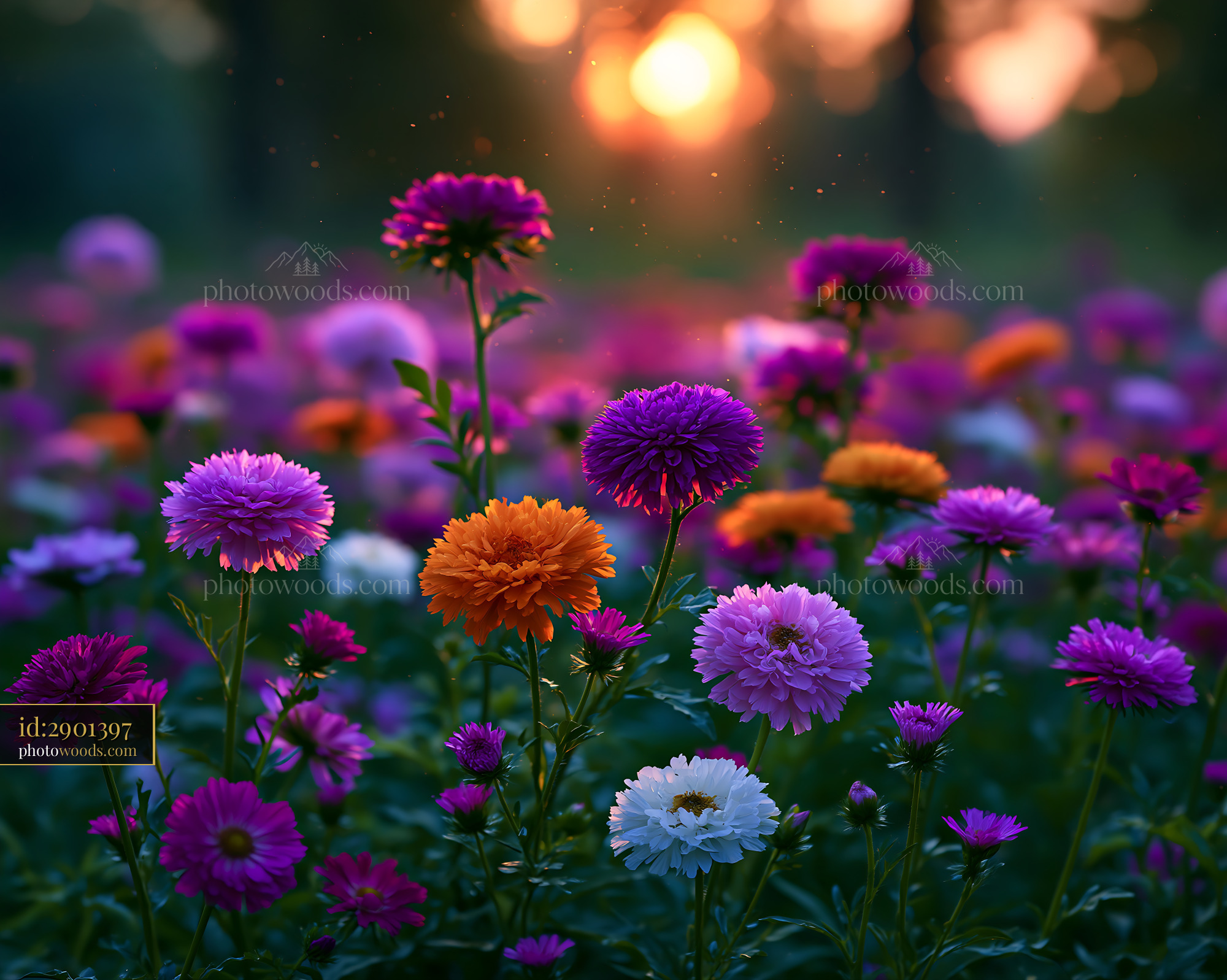 Colorful Flowers Bloom in Garden at Sunrise With Soft Light