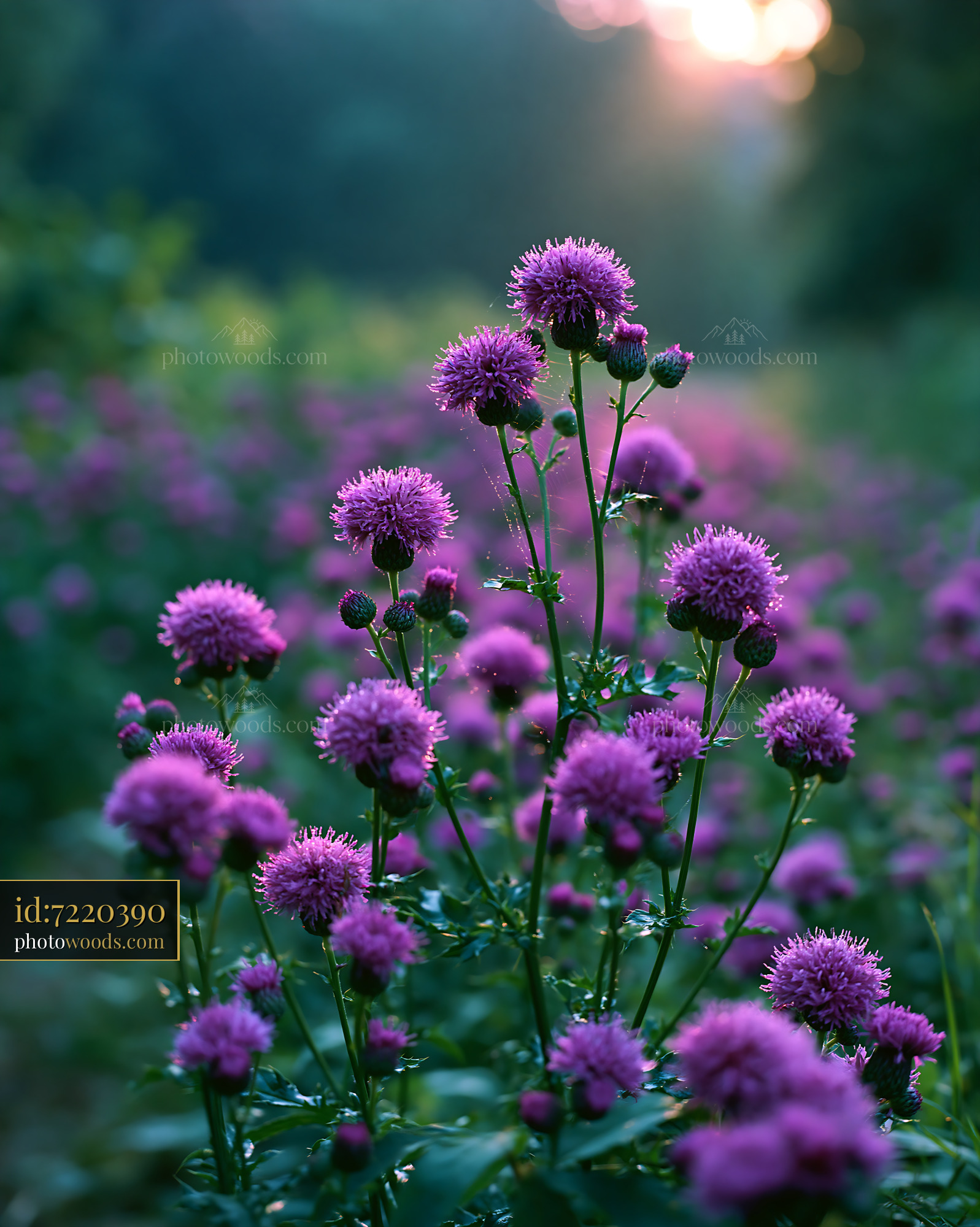 Purple Thistle Flowers Blooming in a Meadow at Sunset