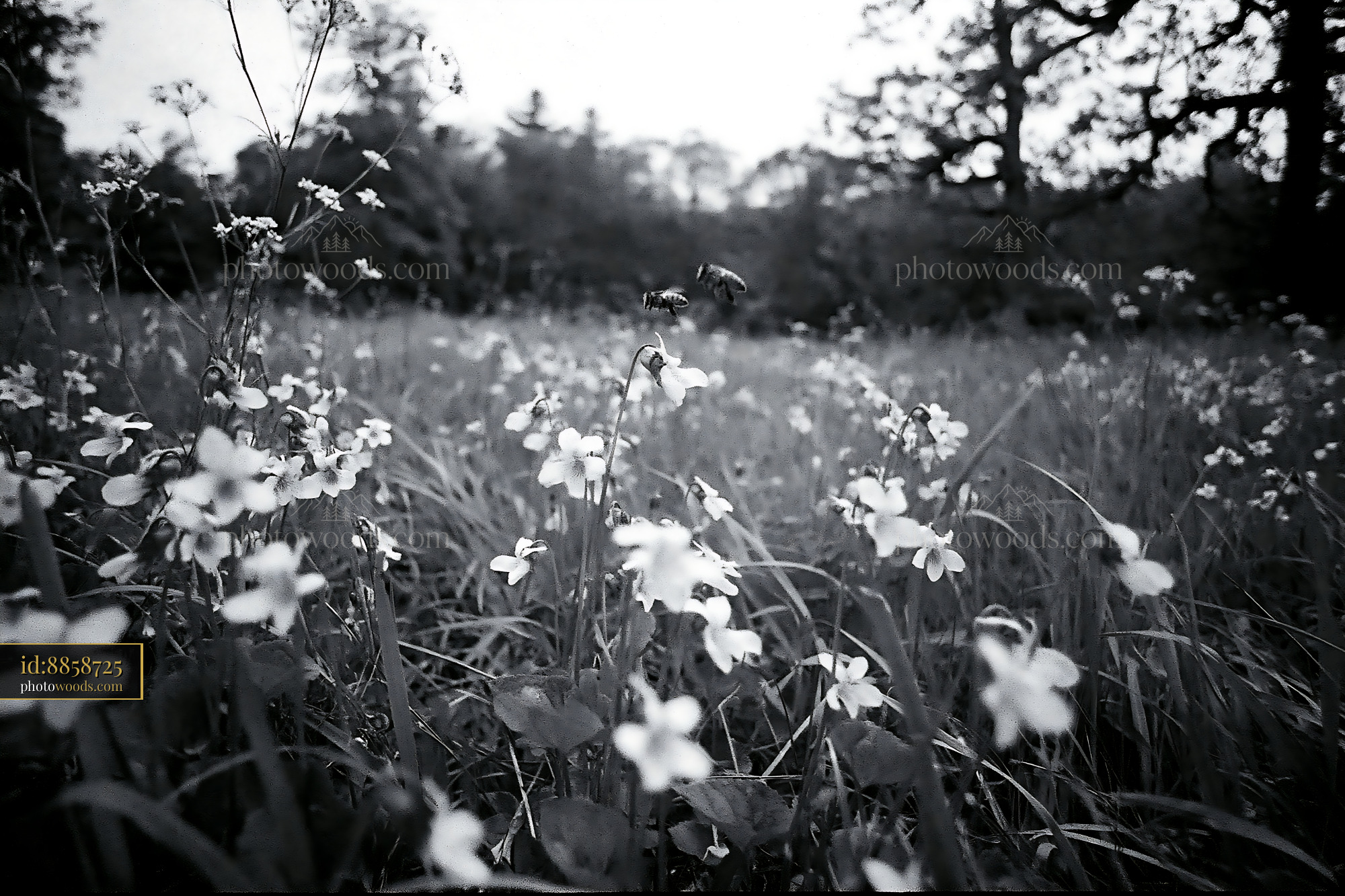 Violet Blooms in Meadow During Springtime With Bees