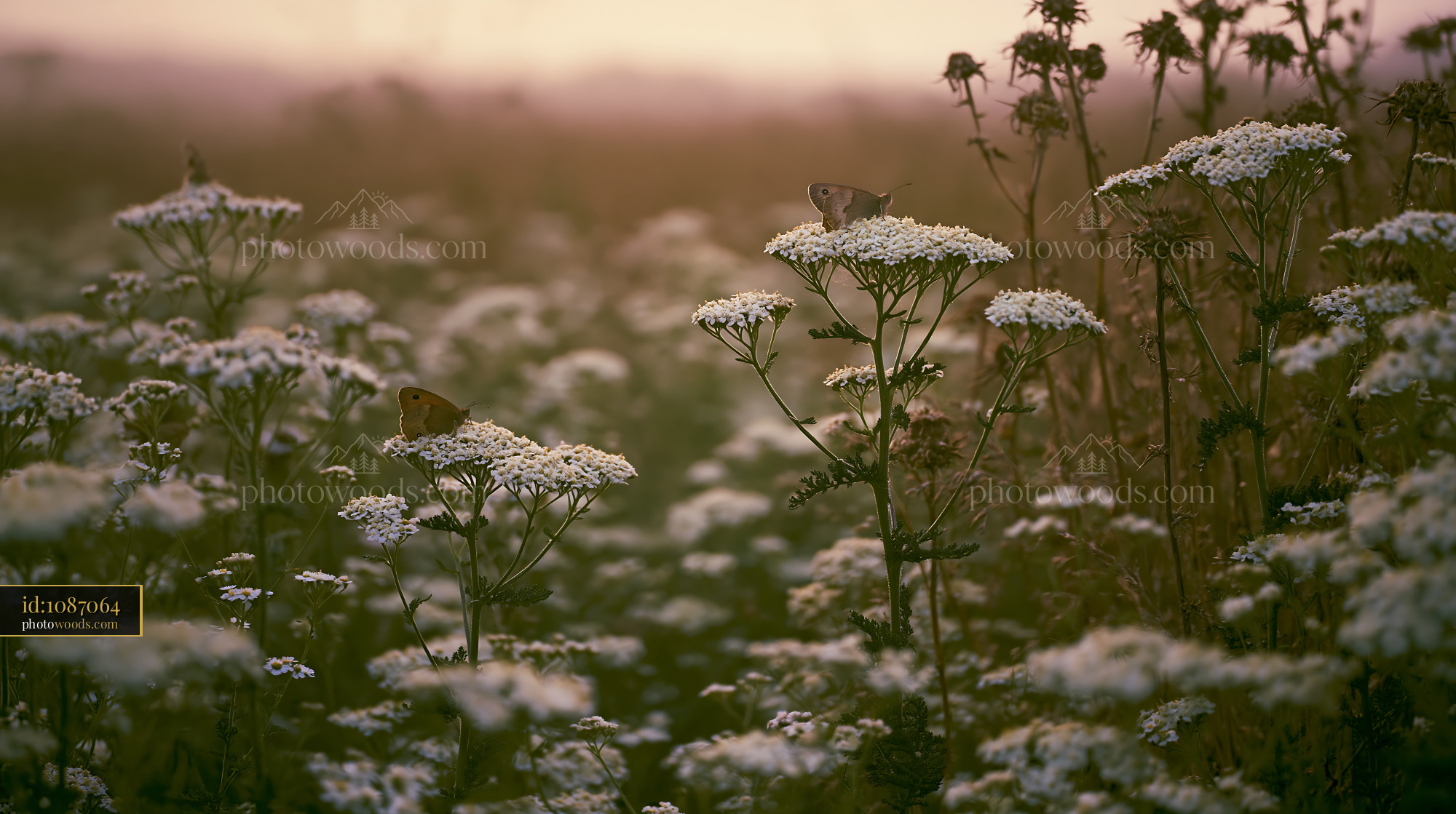 Yarrow Flowers Blooming in Meadow During Golden Hour