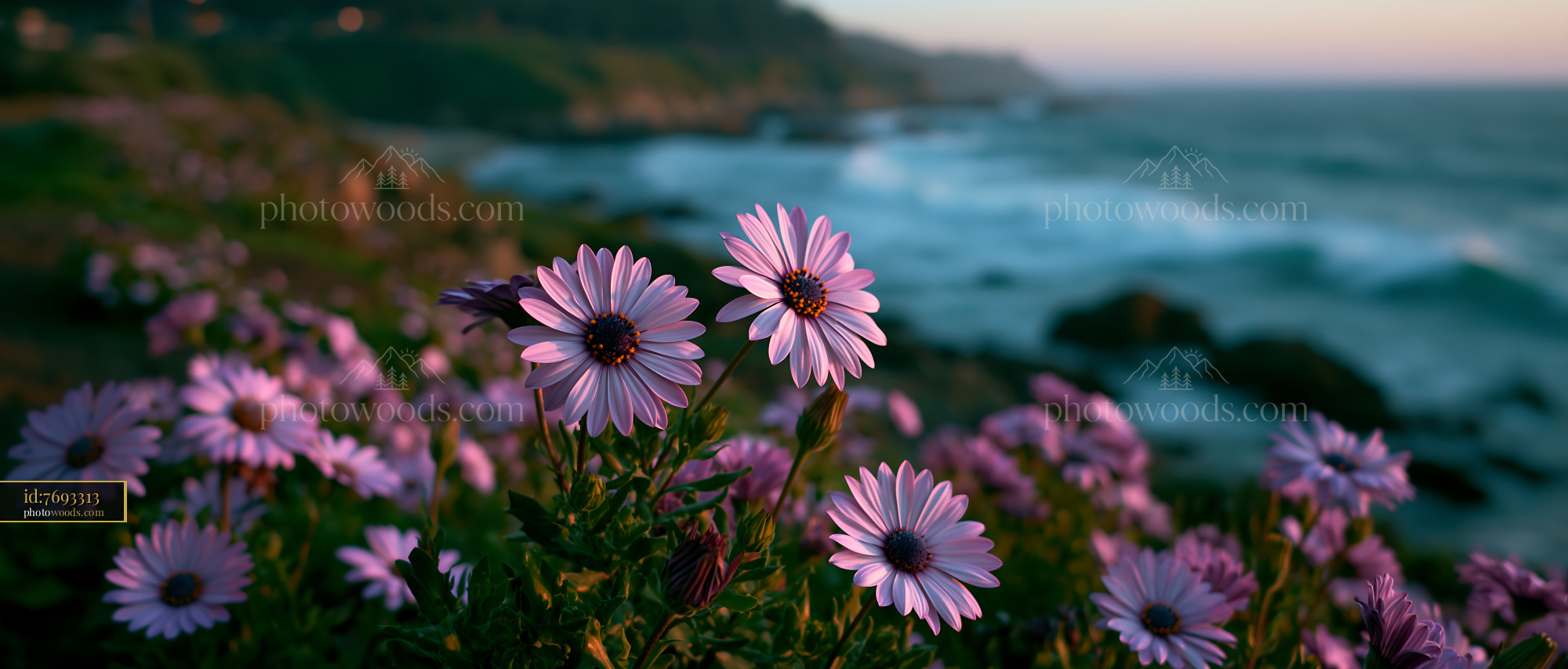 Flowers Bloom by the Ocean Against a Coastal Backdrop During Sunset