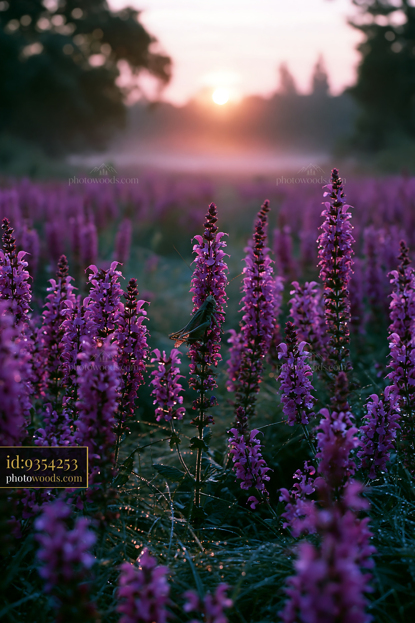 Meadow Sage Blooming in Early Morning Light at a Meadow